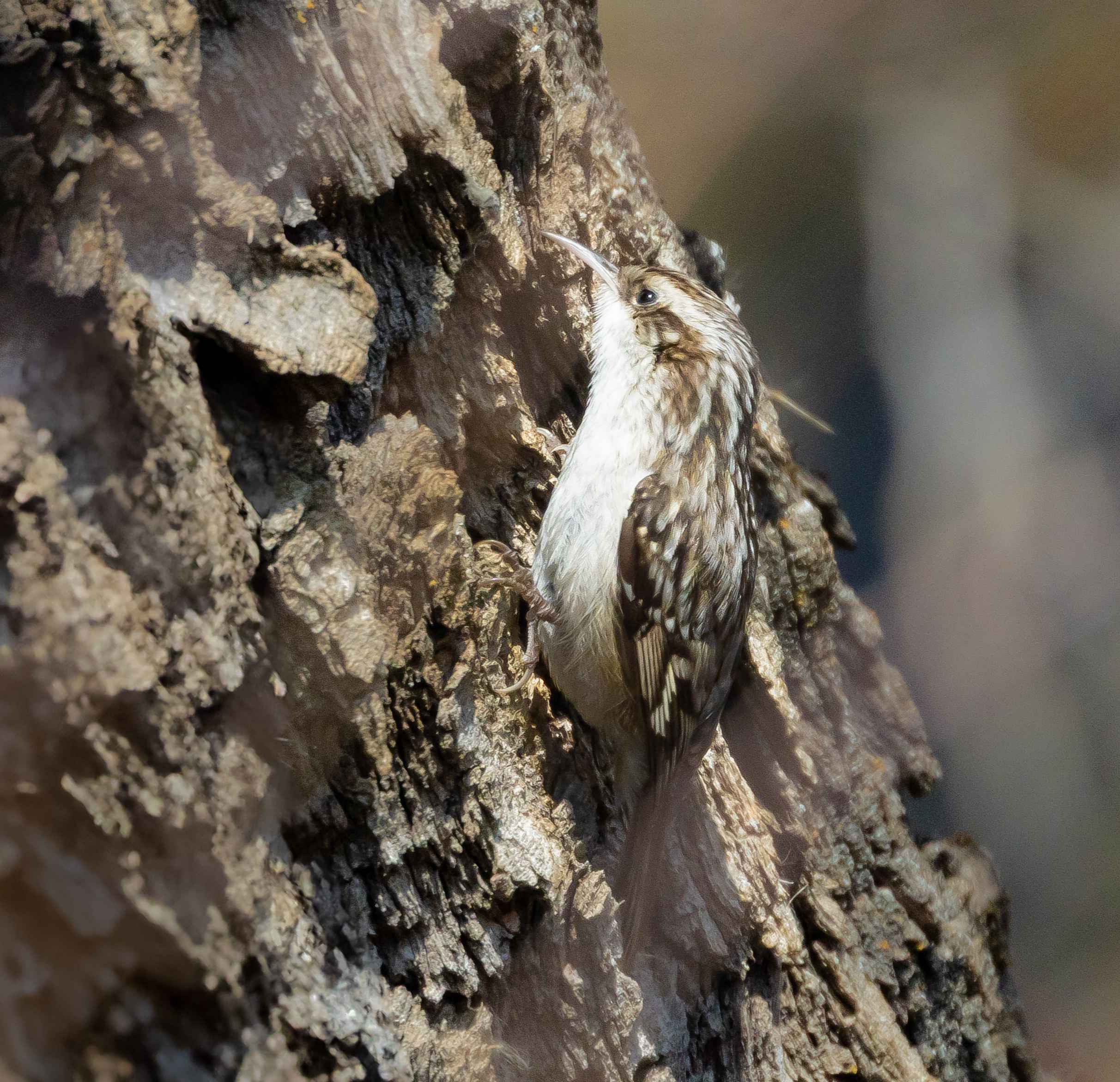 Short-toed Treecreeper