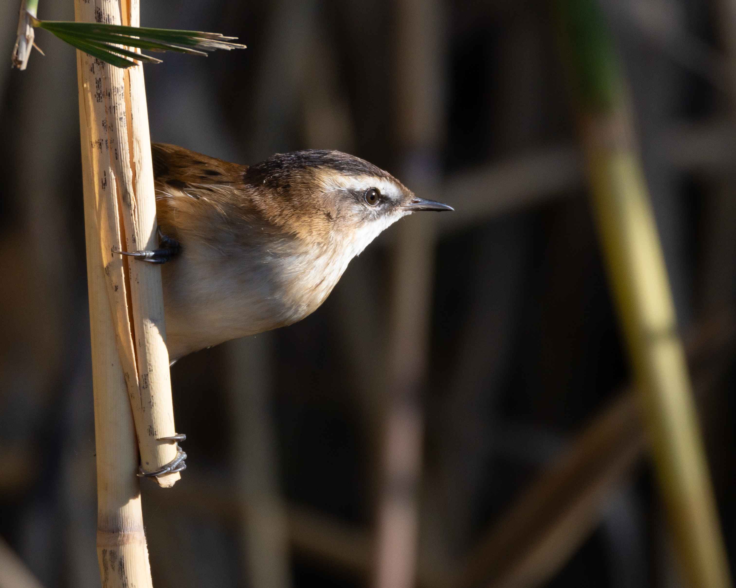 Moustached Warbler