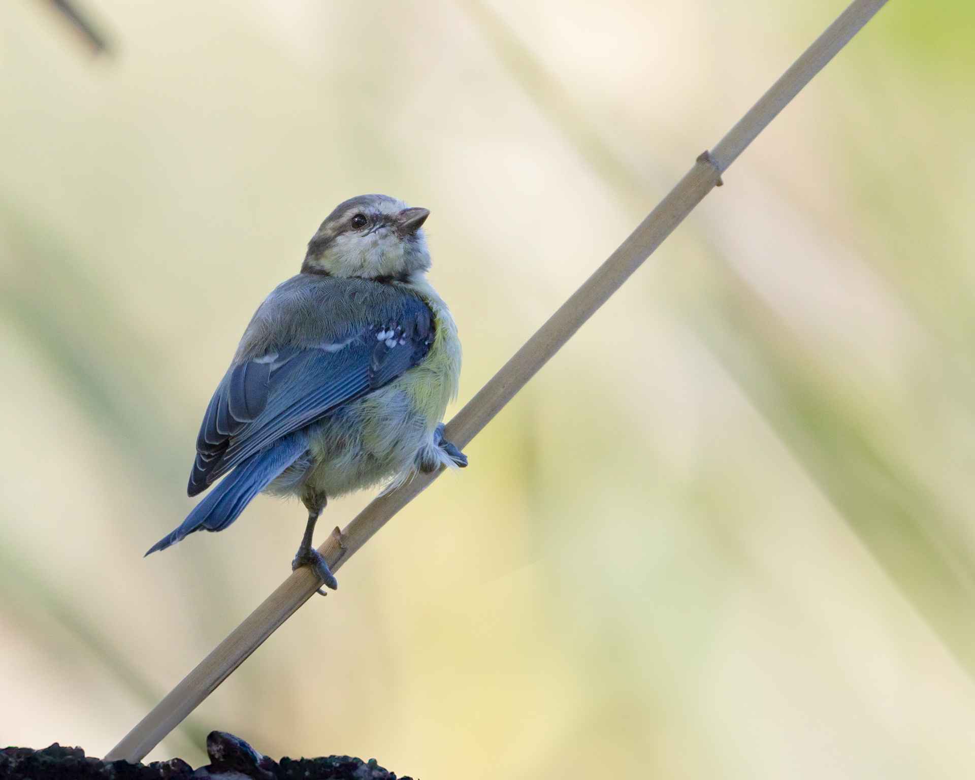 Eurasian Blue Tit