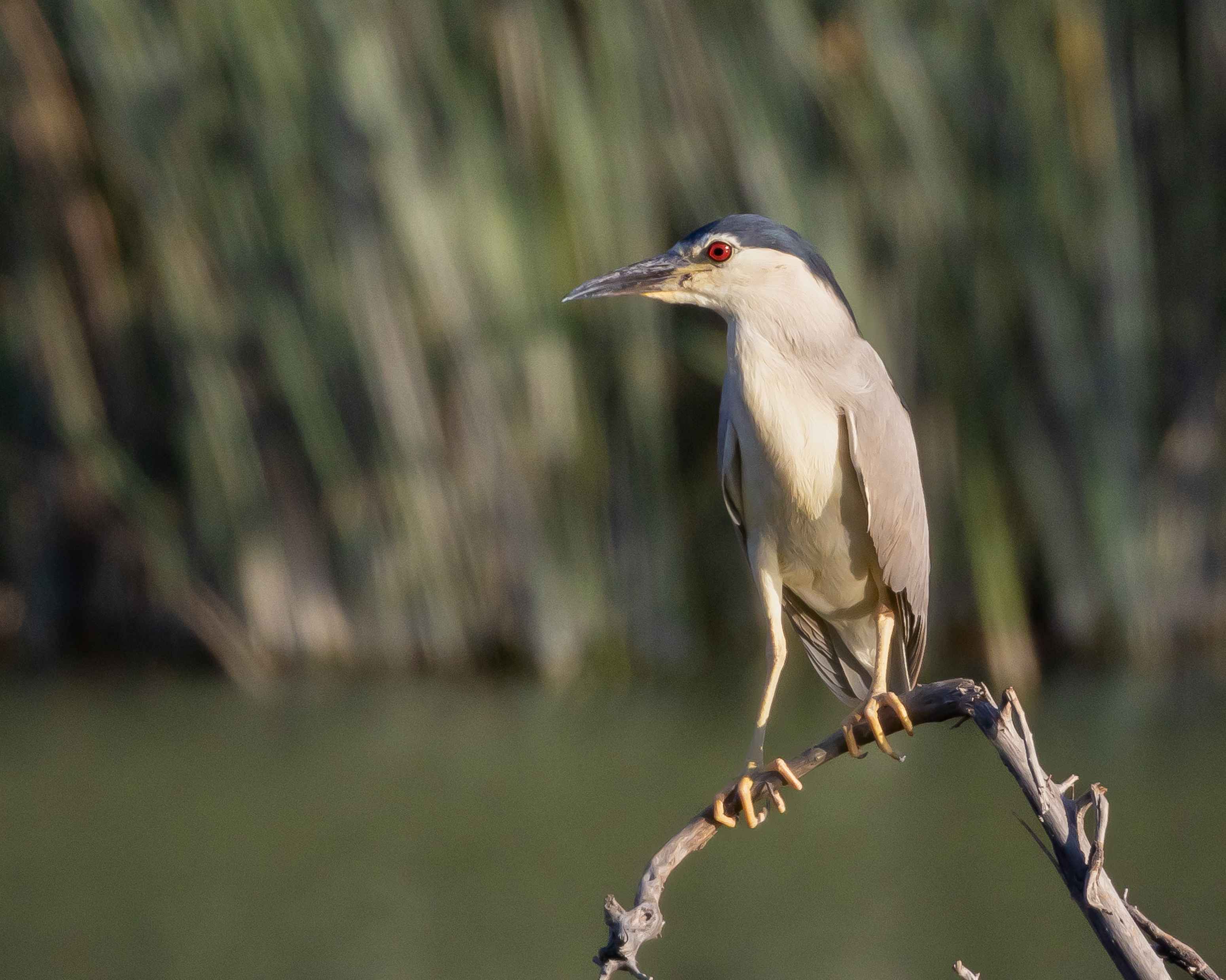 Black-crowned Night-Heron