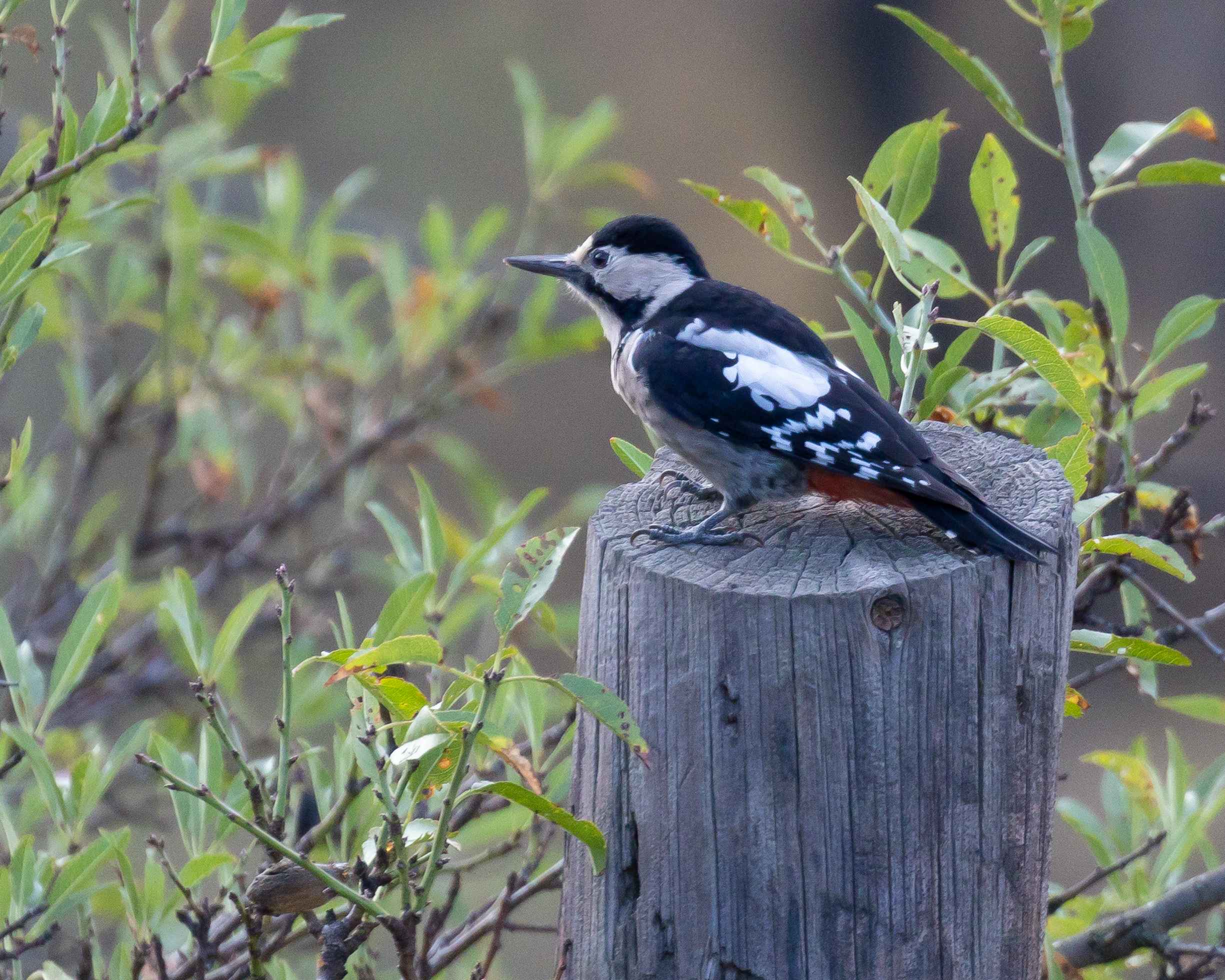 Syrian Woodpecker