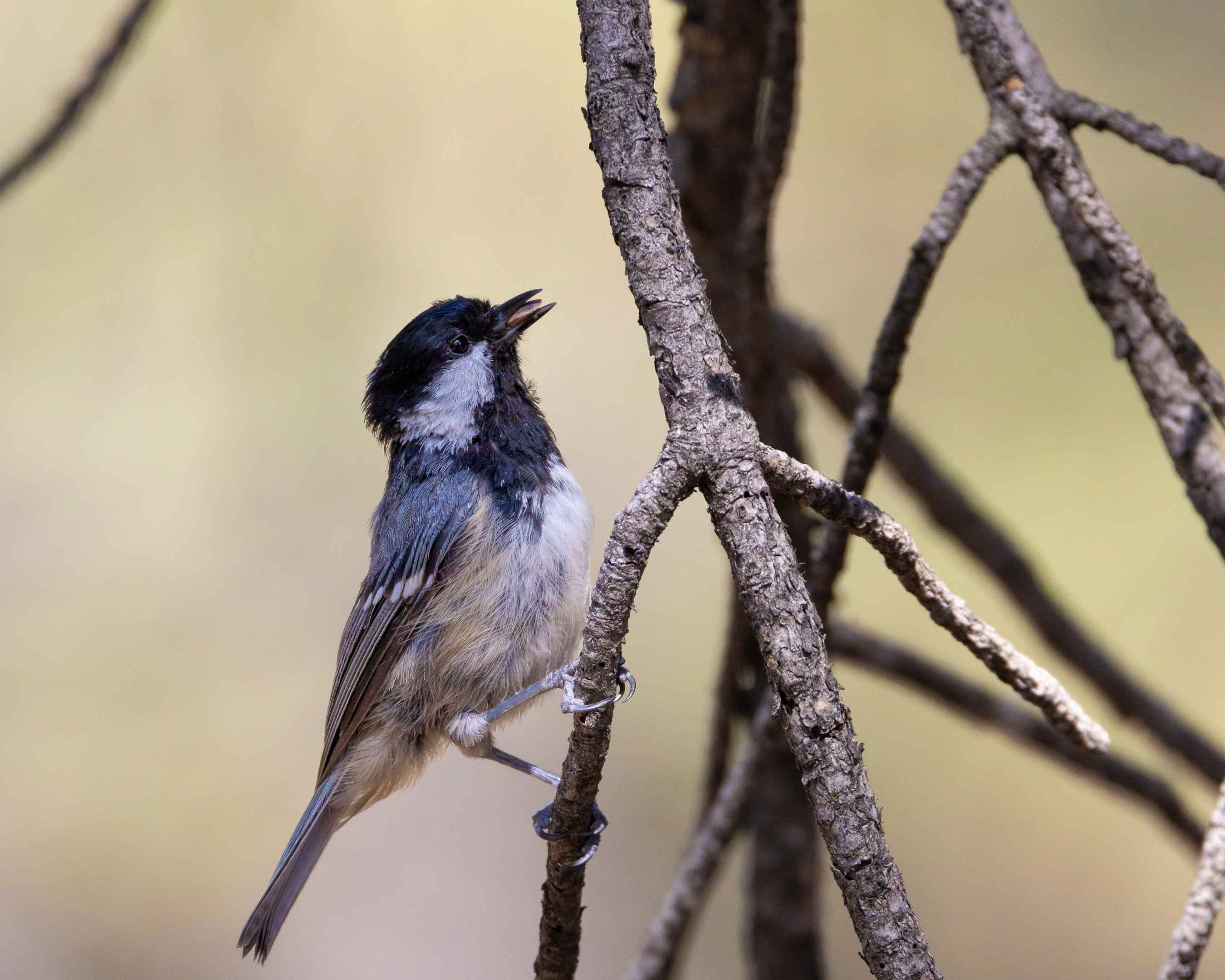 Coal Tit