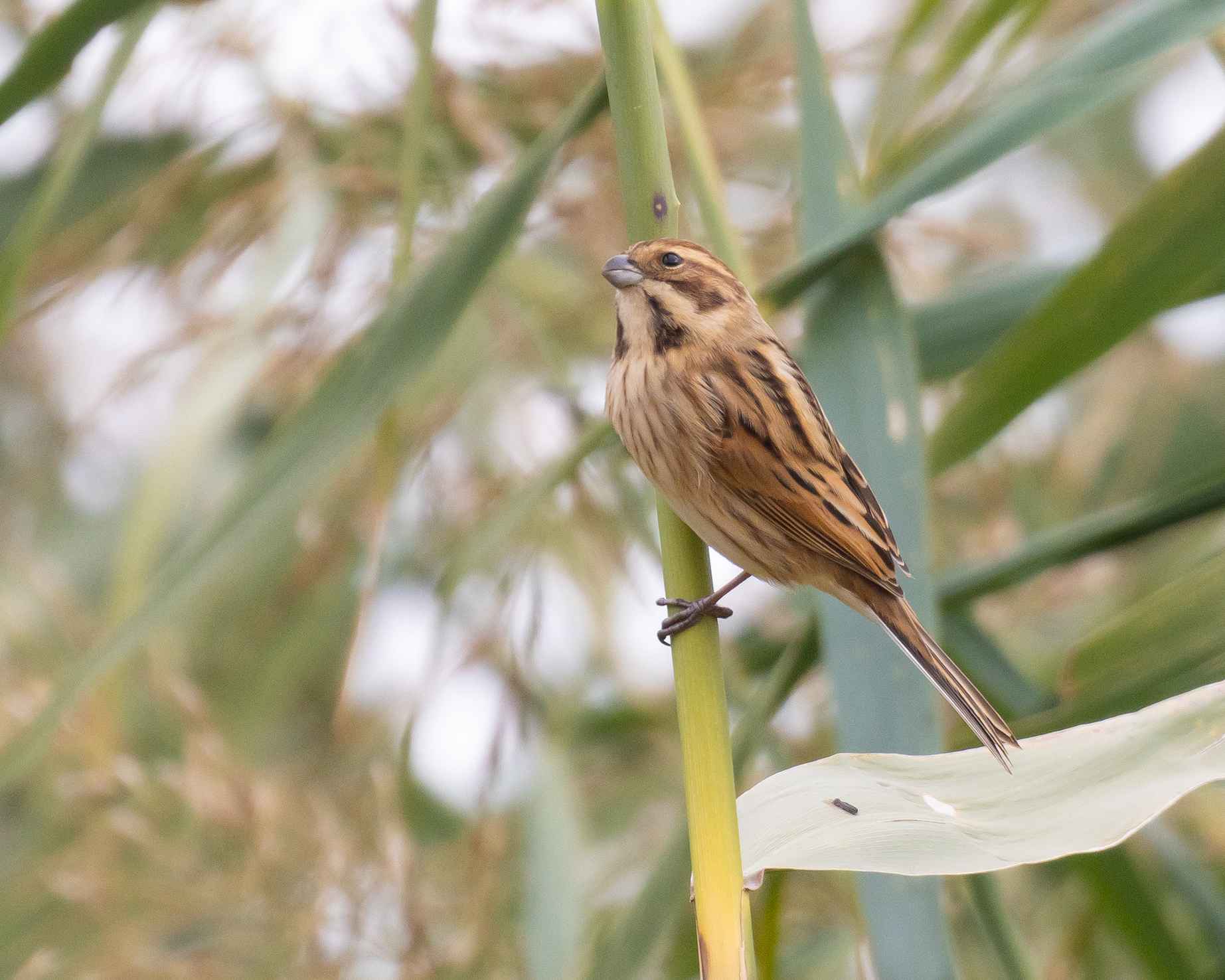 Reed Bunting