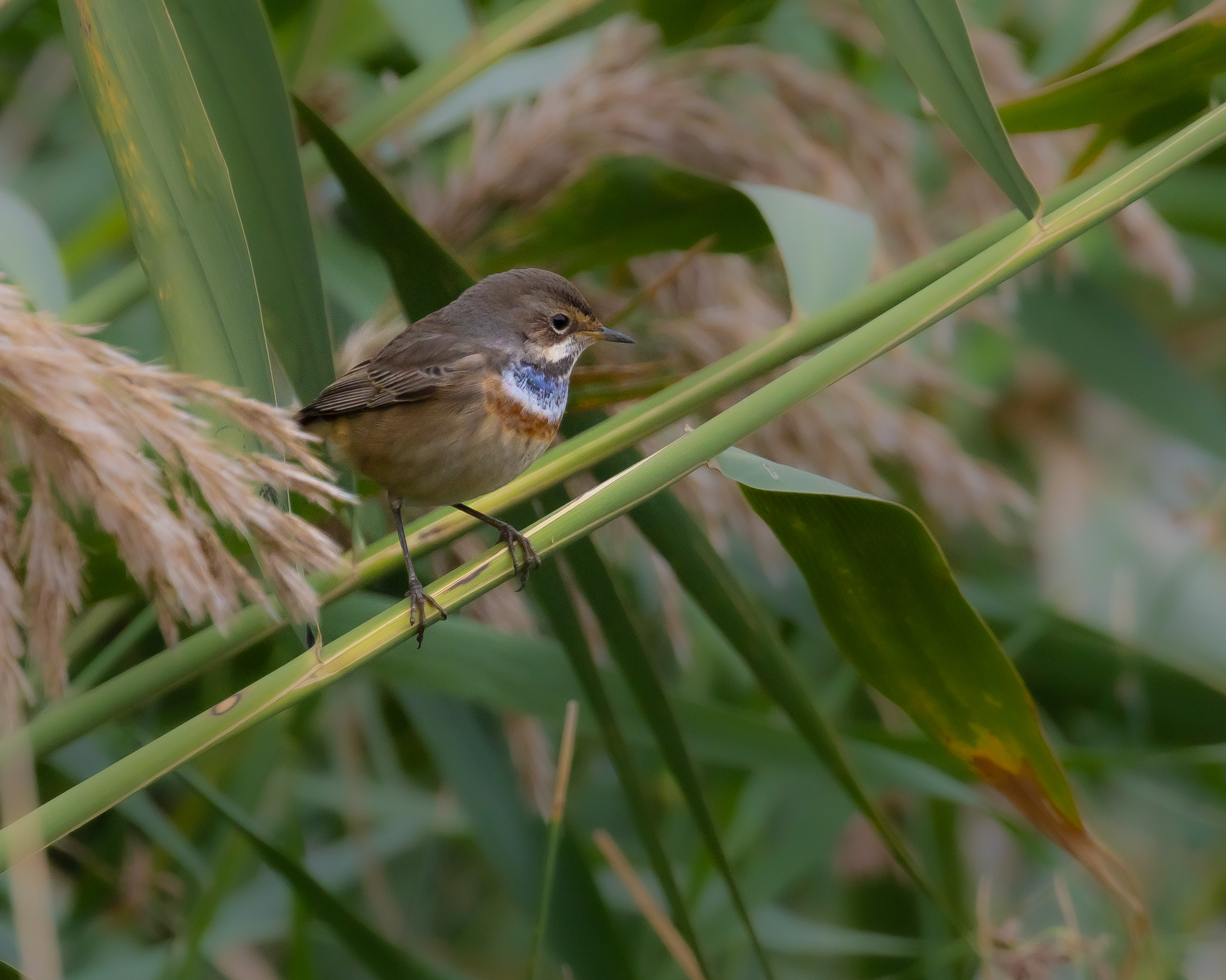 Bluethroat