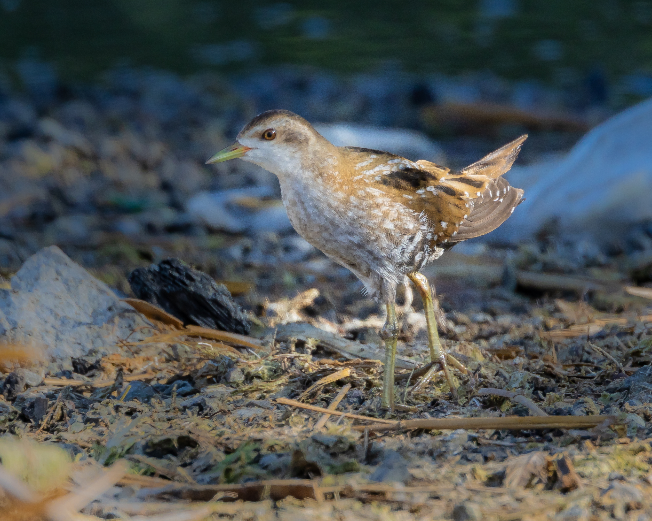 Little Crake