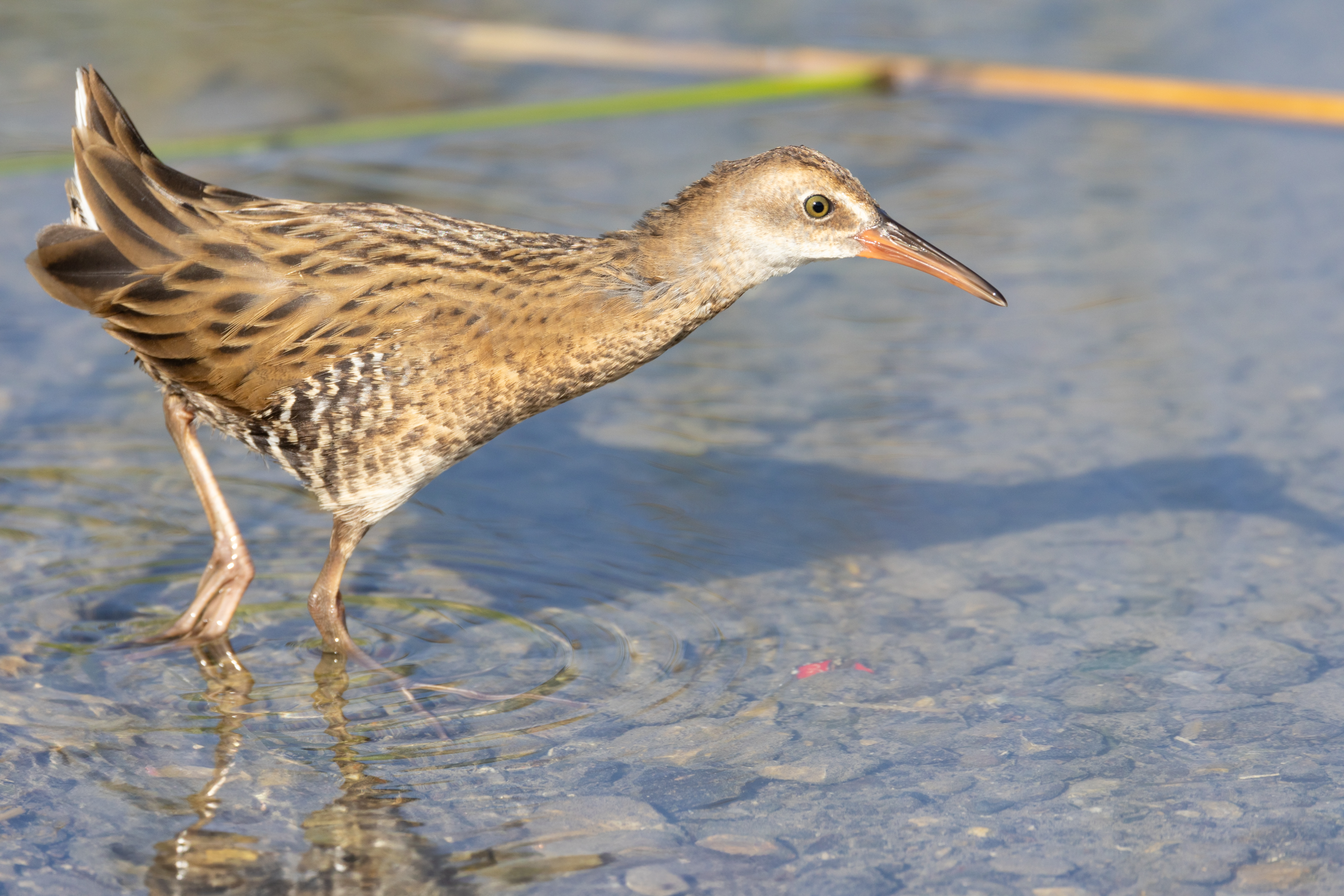 Water Rail