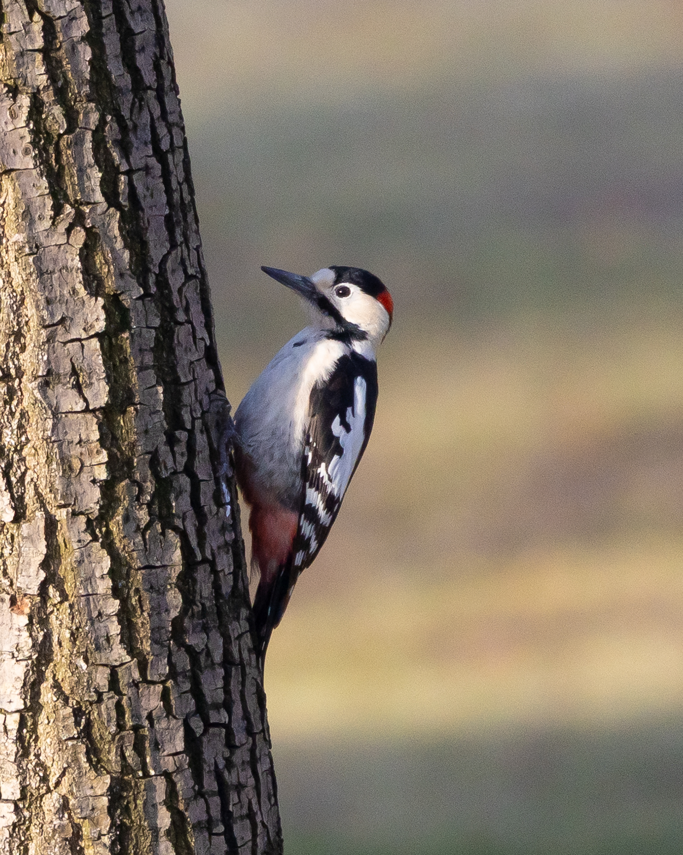 Syrian Woodpecker