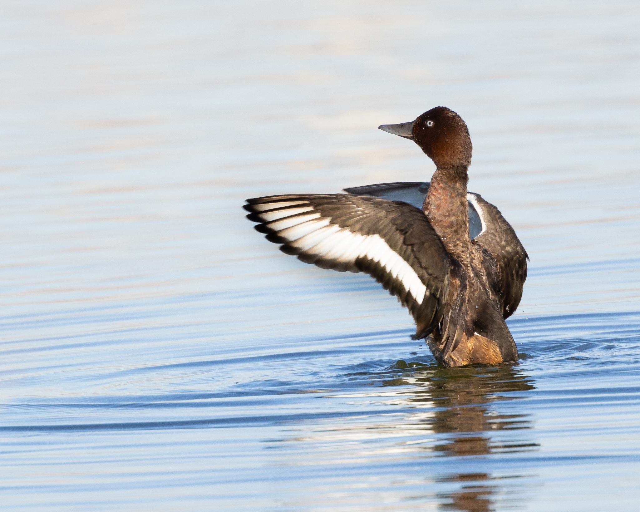 Ferruginous Duck