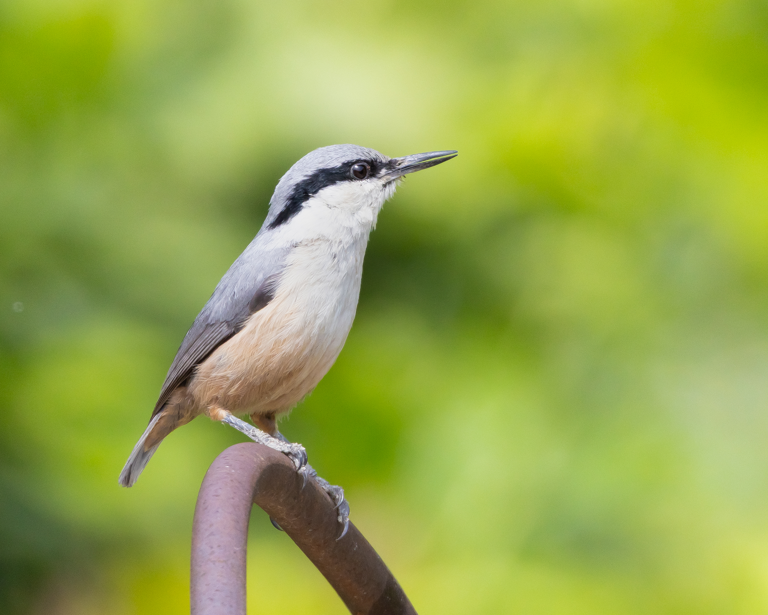 Western Rock Nuthatch — Ana fotoğraf