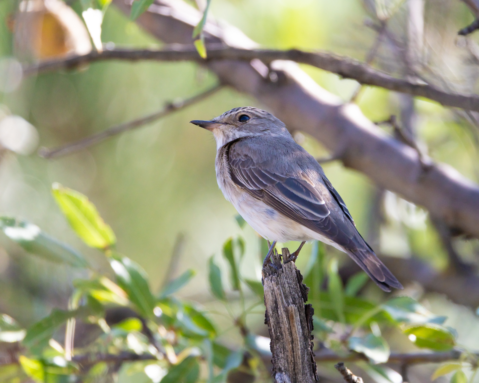 Spotted Flycatcher