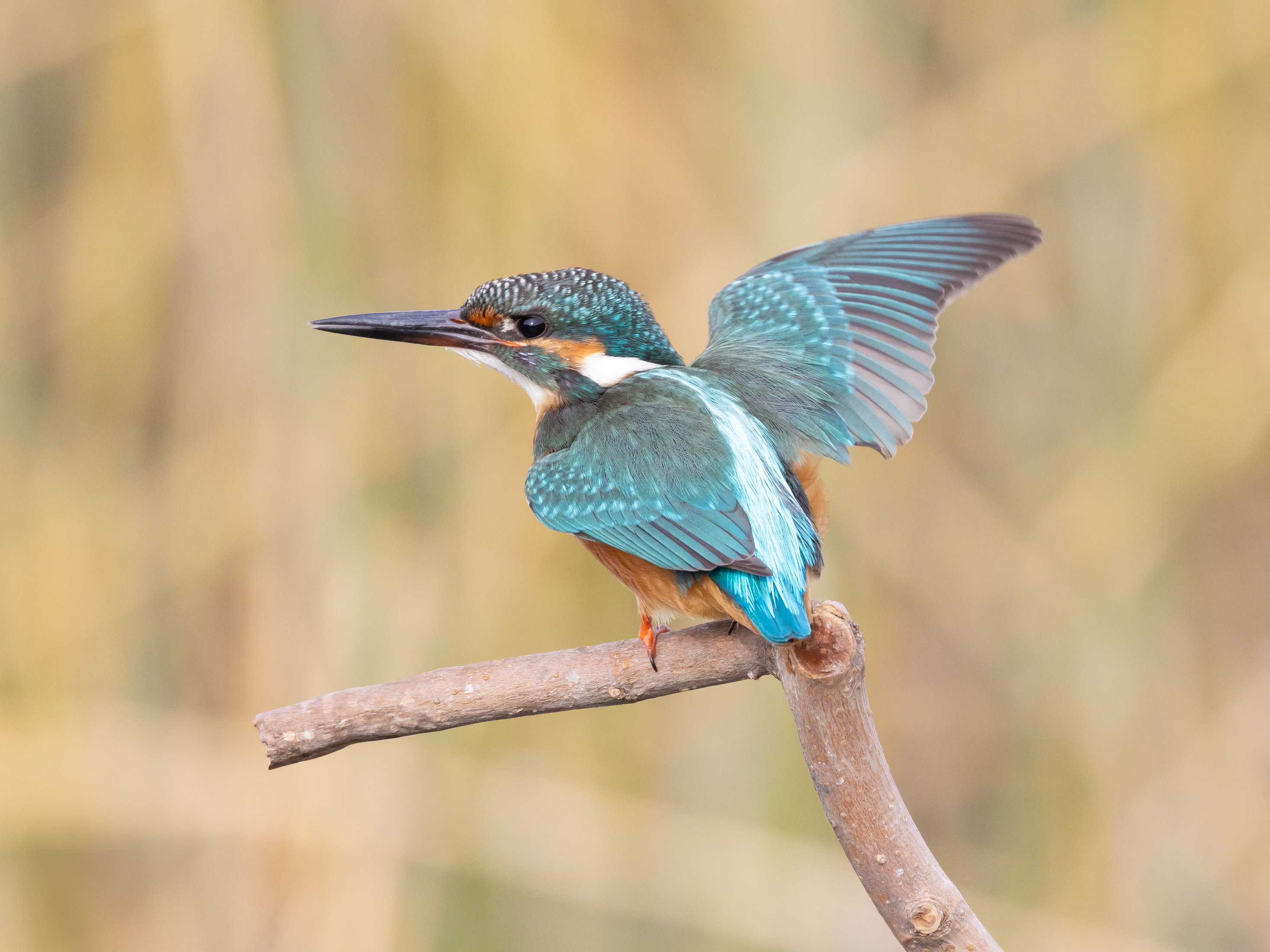Common Kingfisher