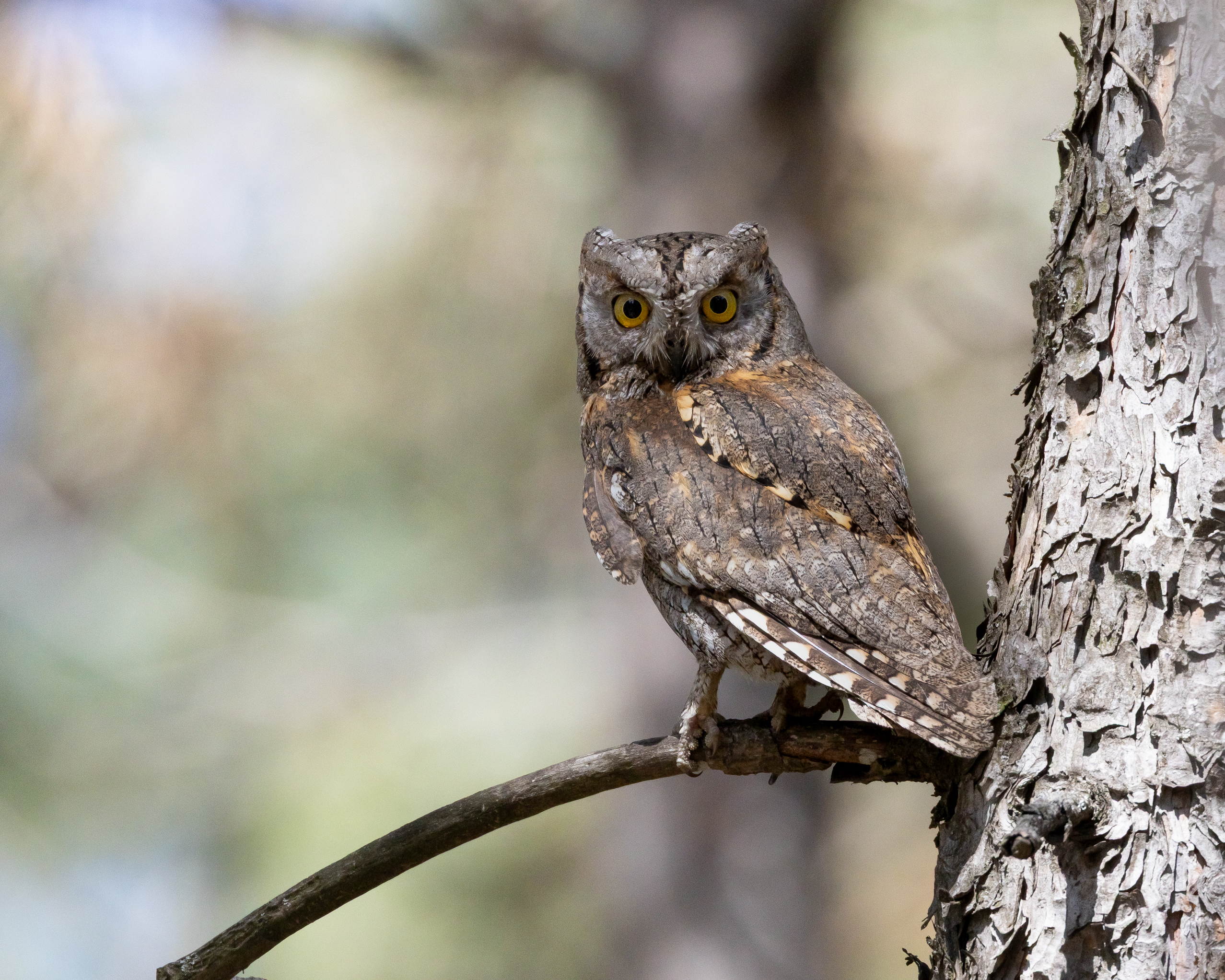 Eurasian Scops-Owl