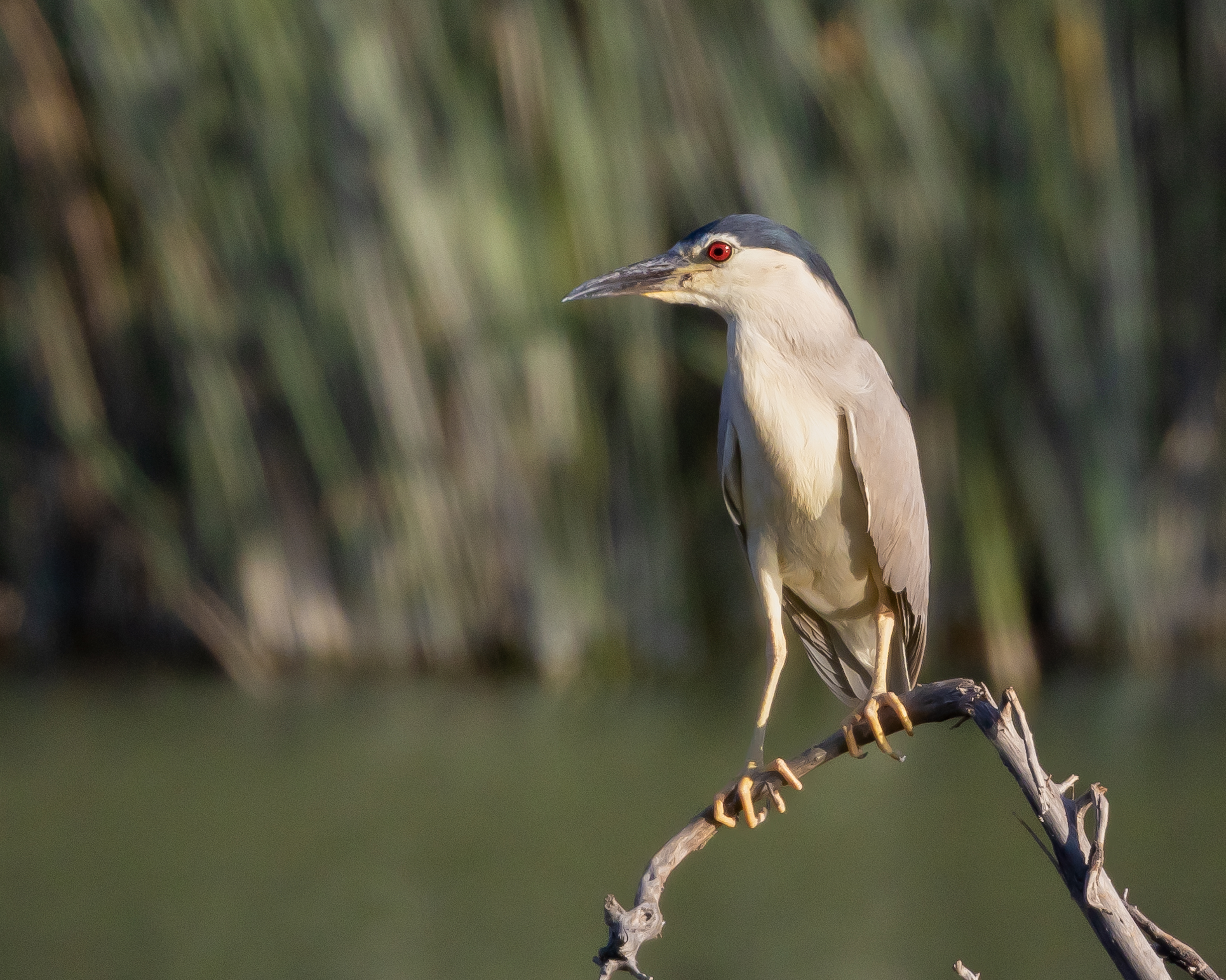Black-crowned Night-Heron