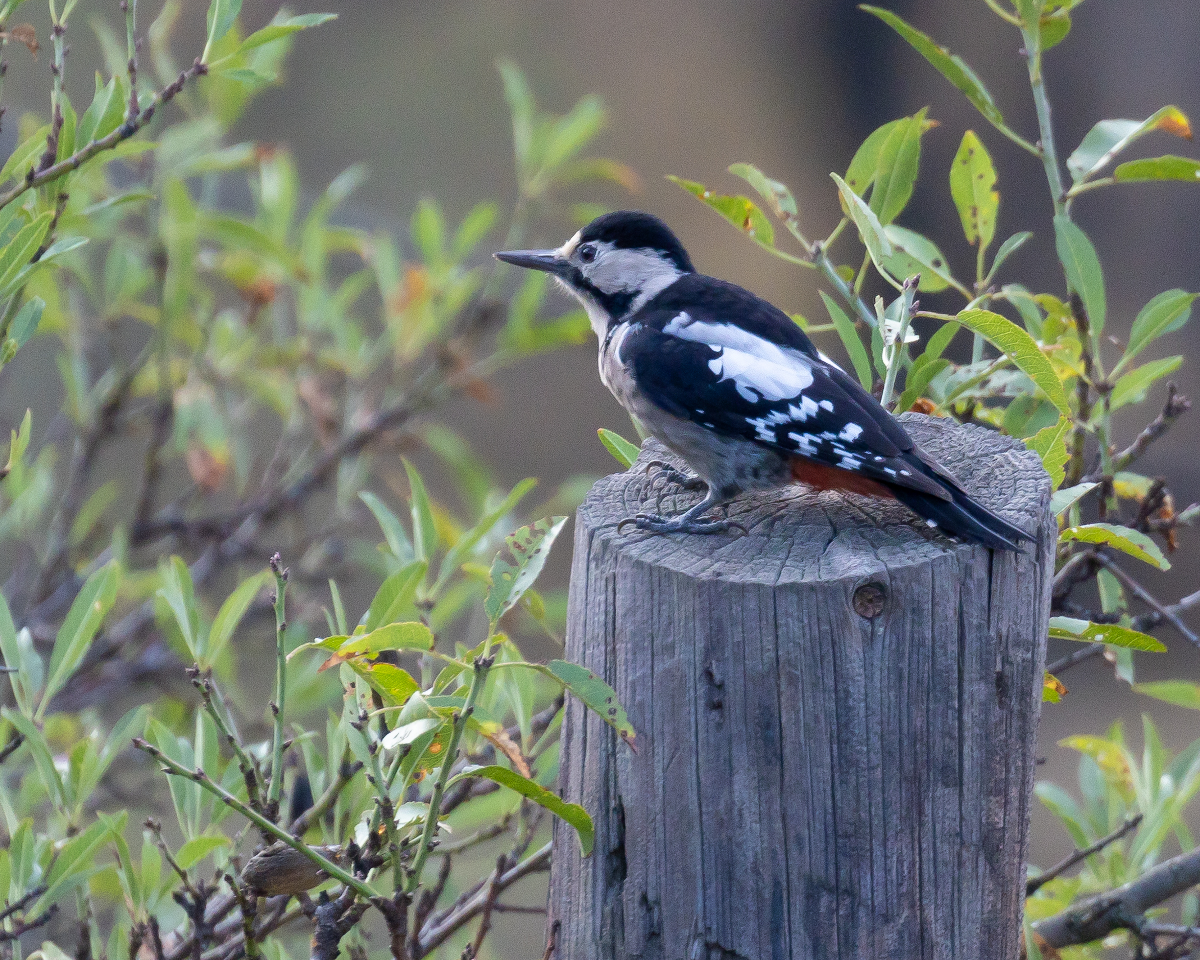 Syrian Woodpecker