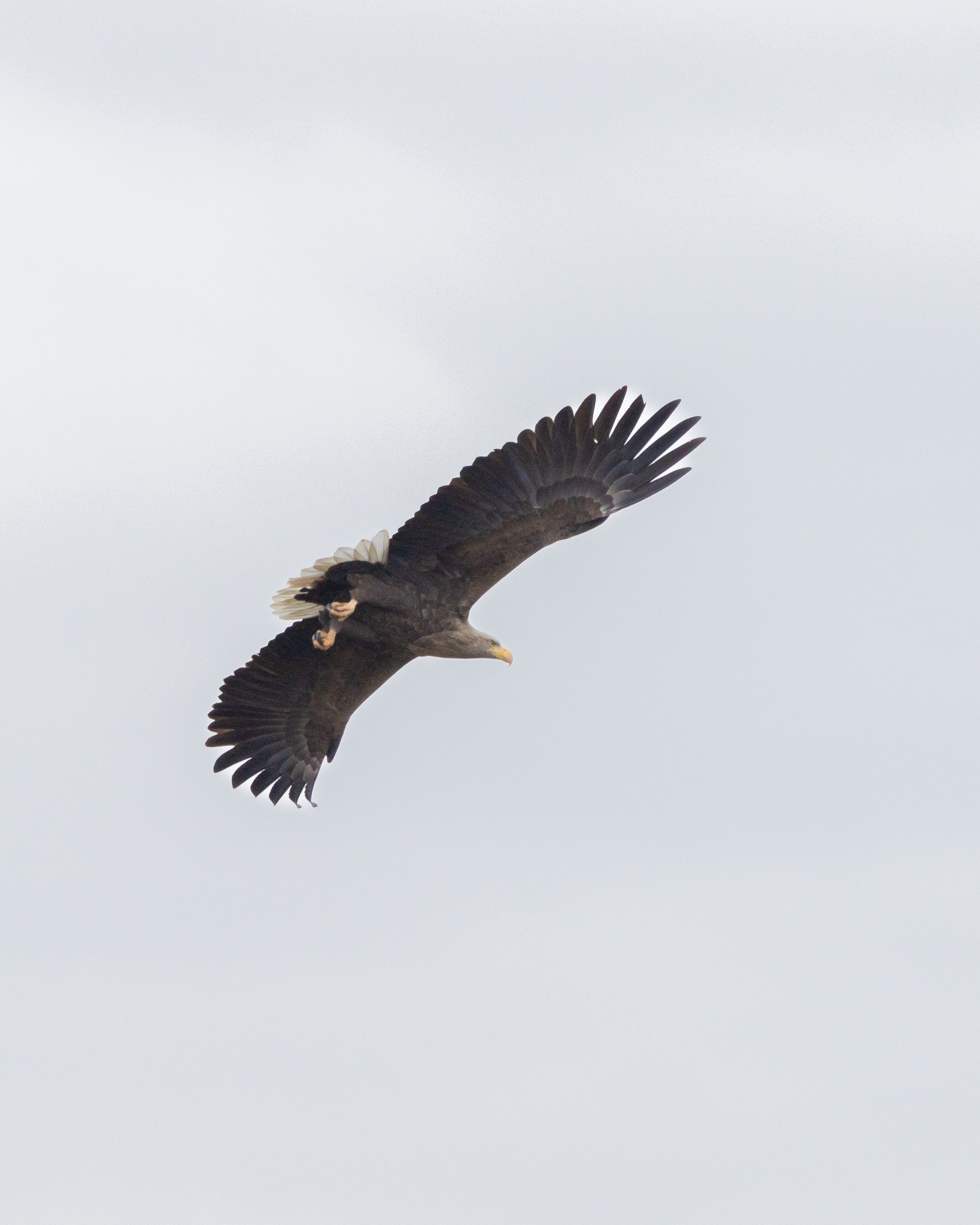 White-tailed Eagle