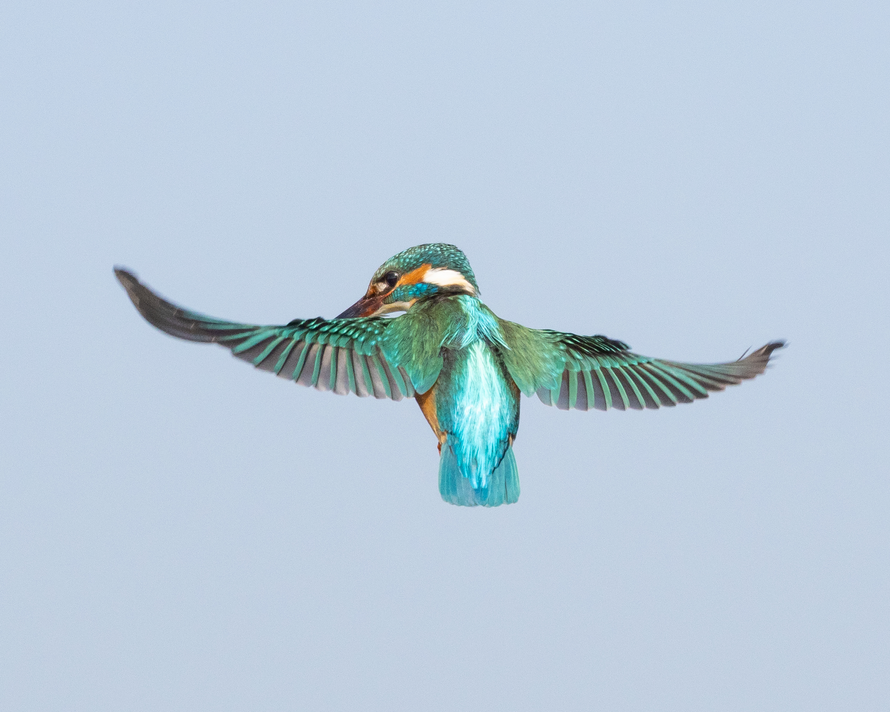 Common Kingfisher