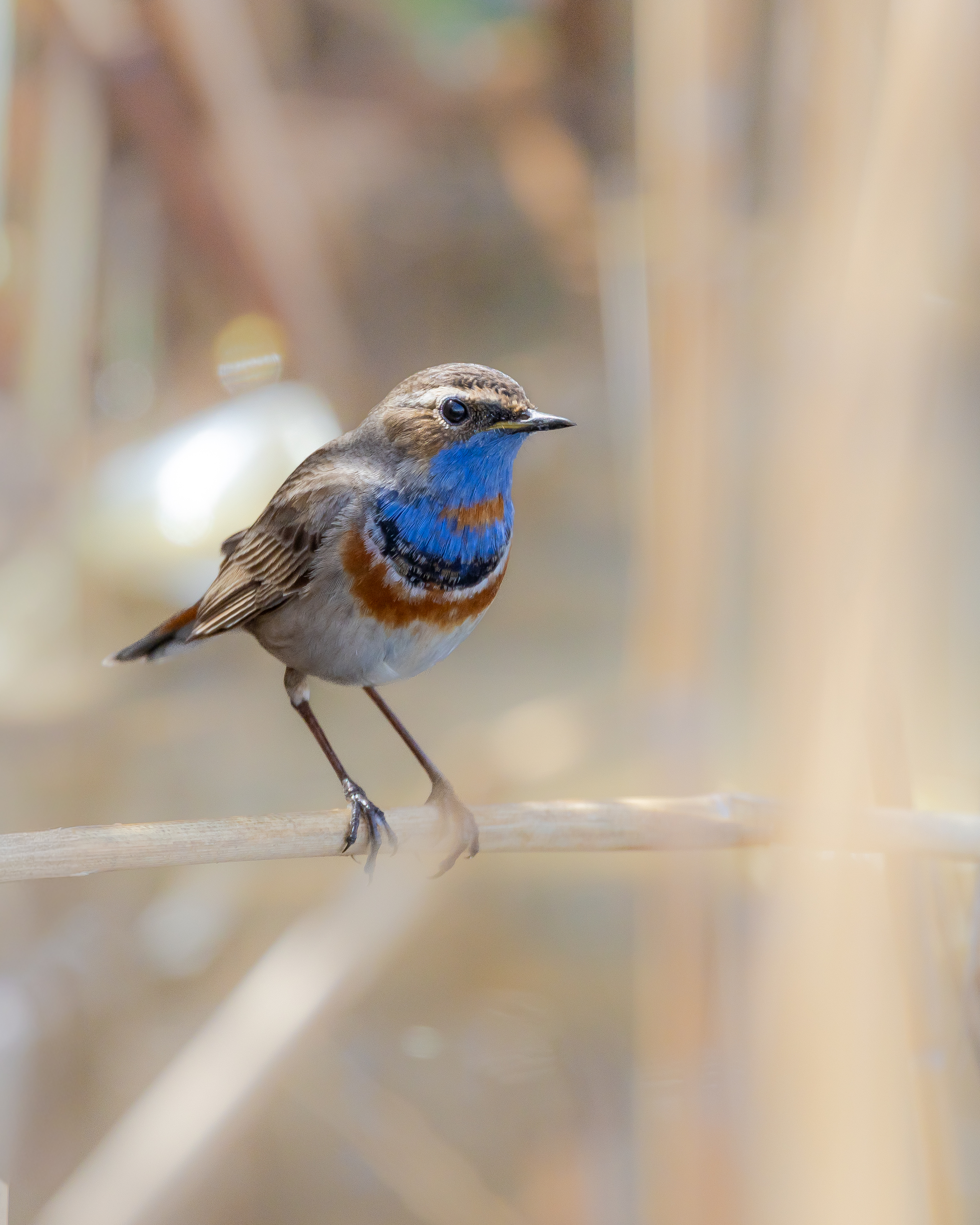 Bluethroat