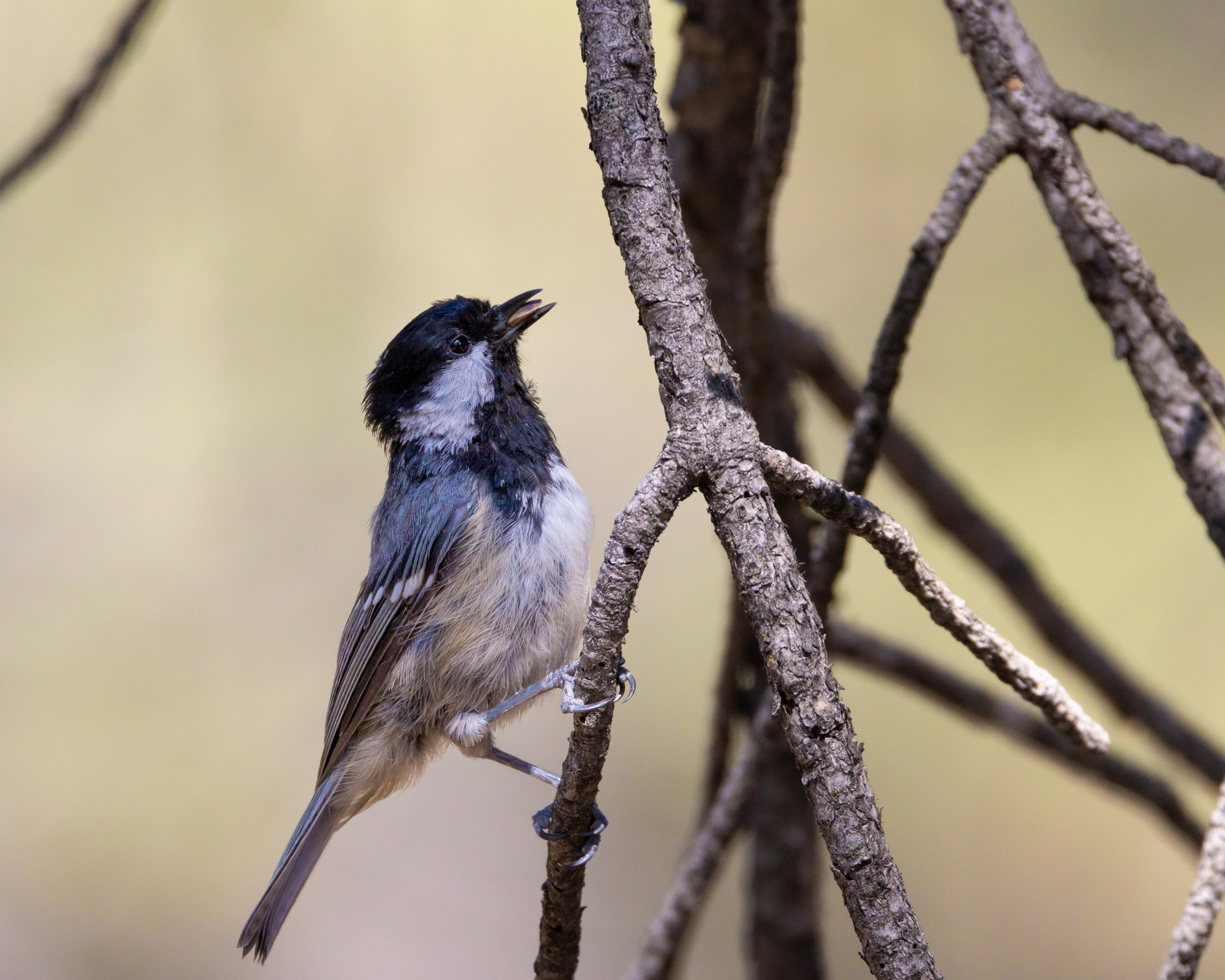 Coal Tit
