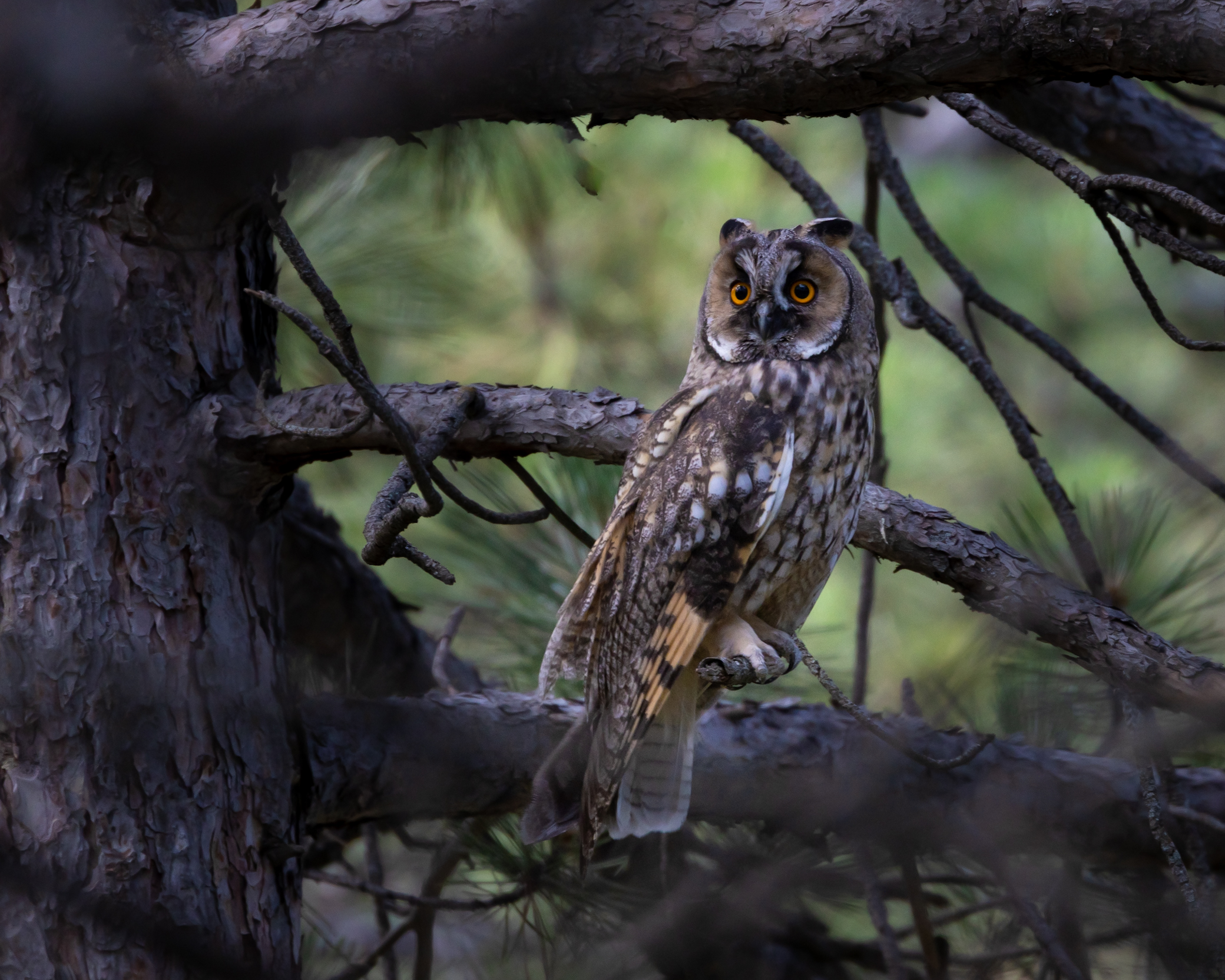 Long-eared Owl — Ana fotoğraf