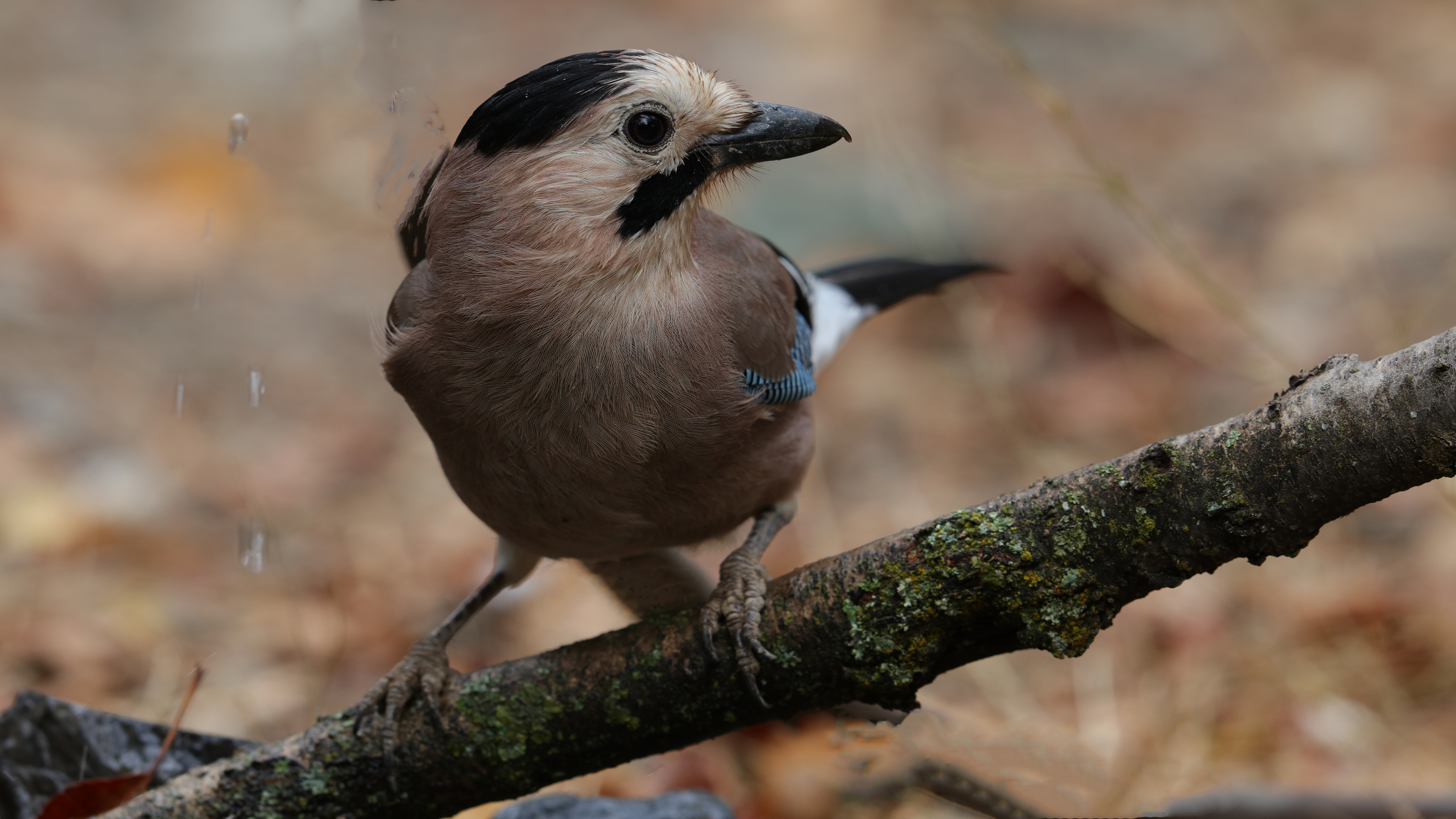Eurasian Jay