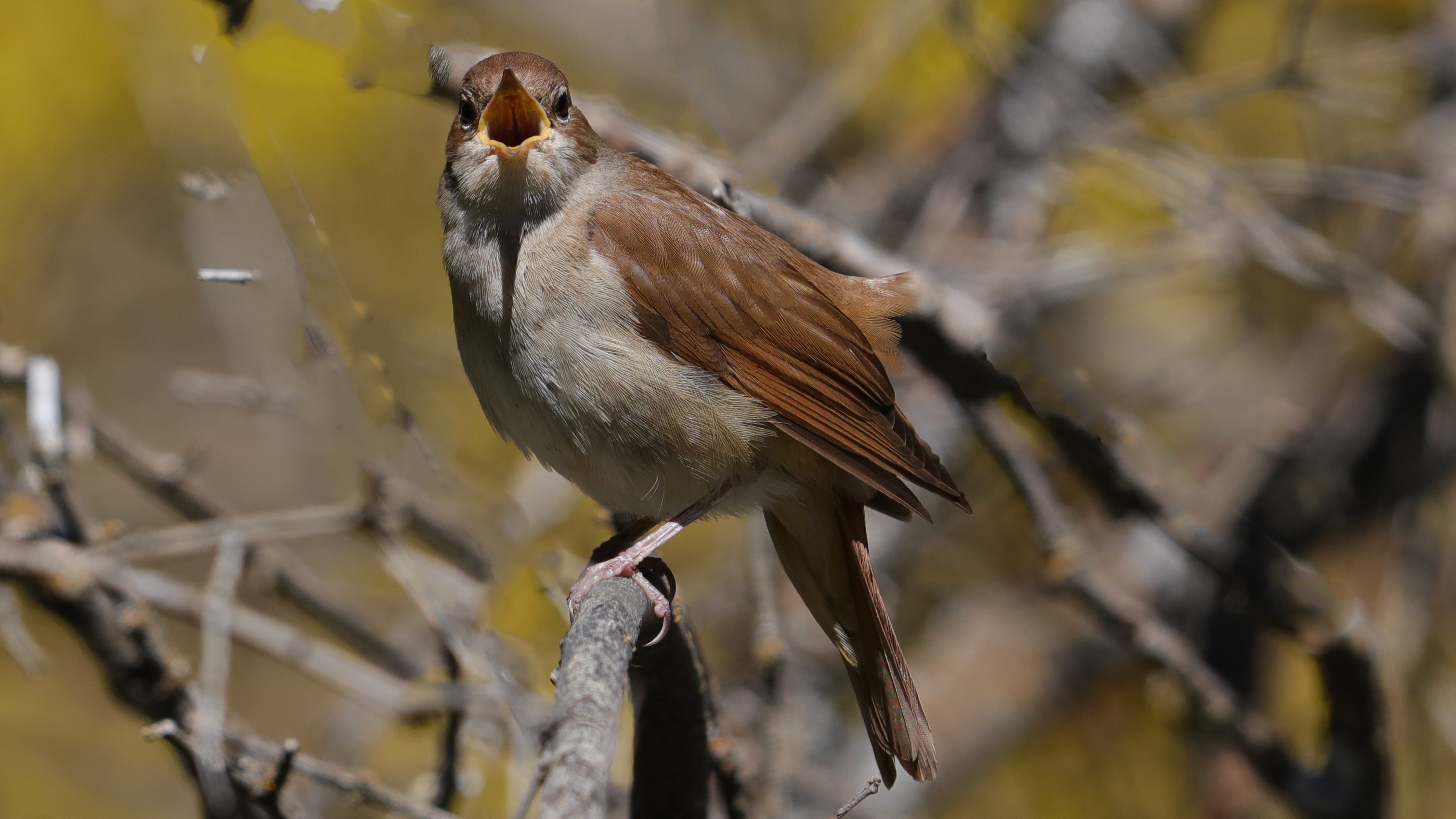Common Nightingale