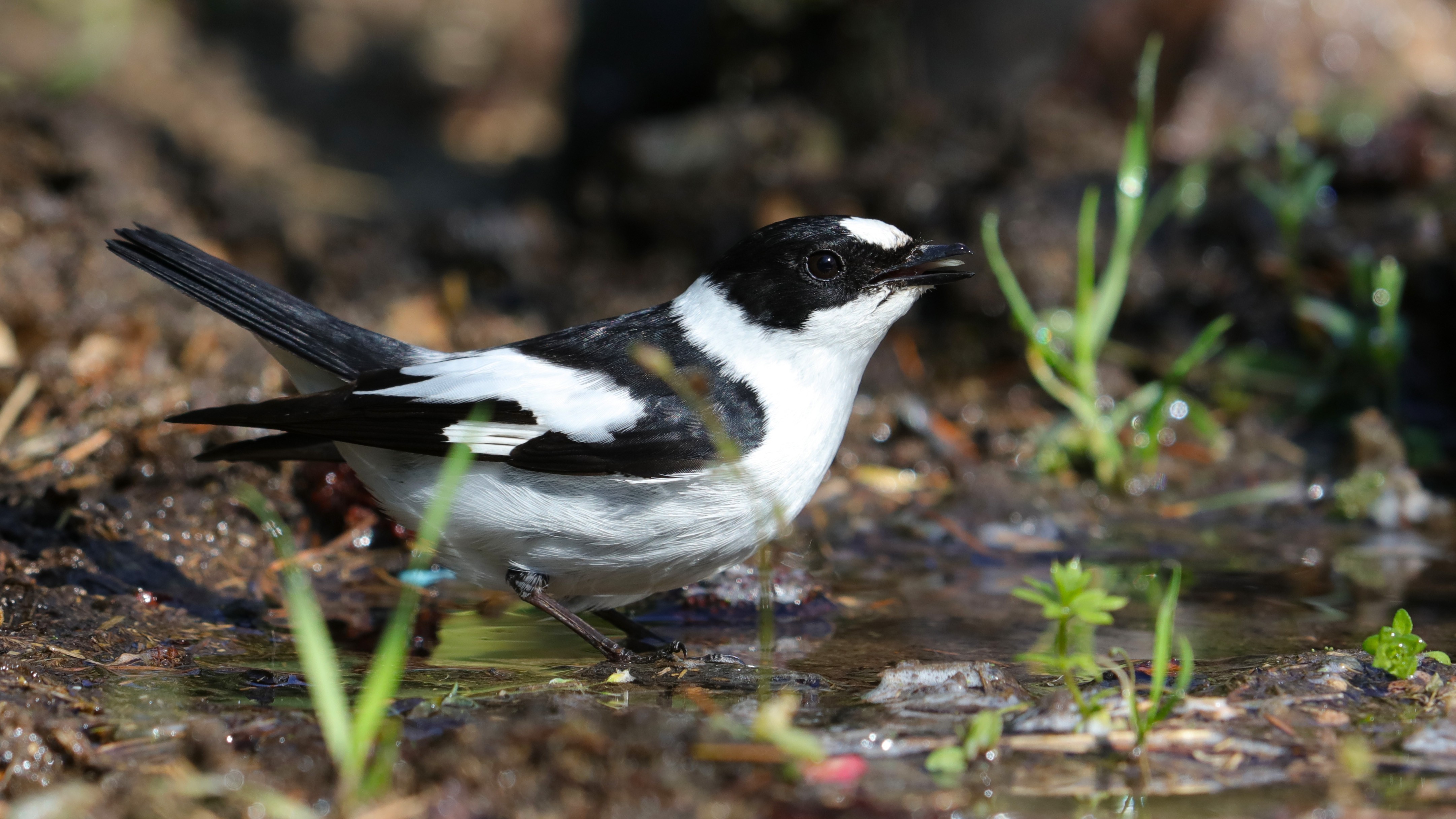 Collared Flycatcher