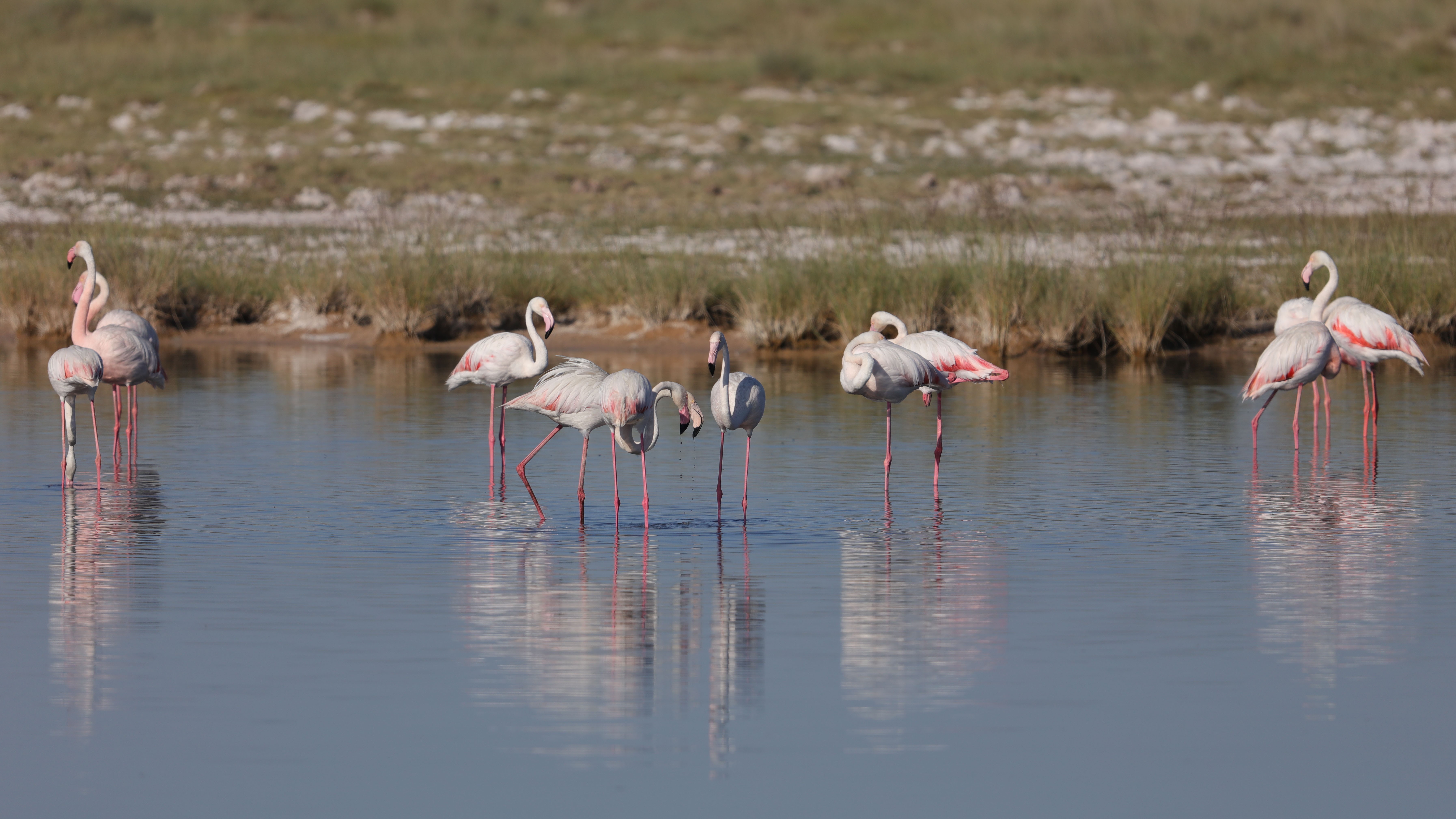 Greater Flamingo