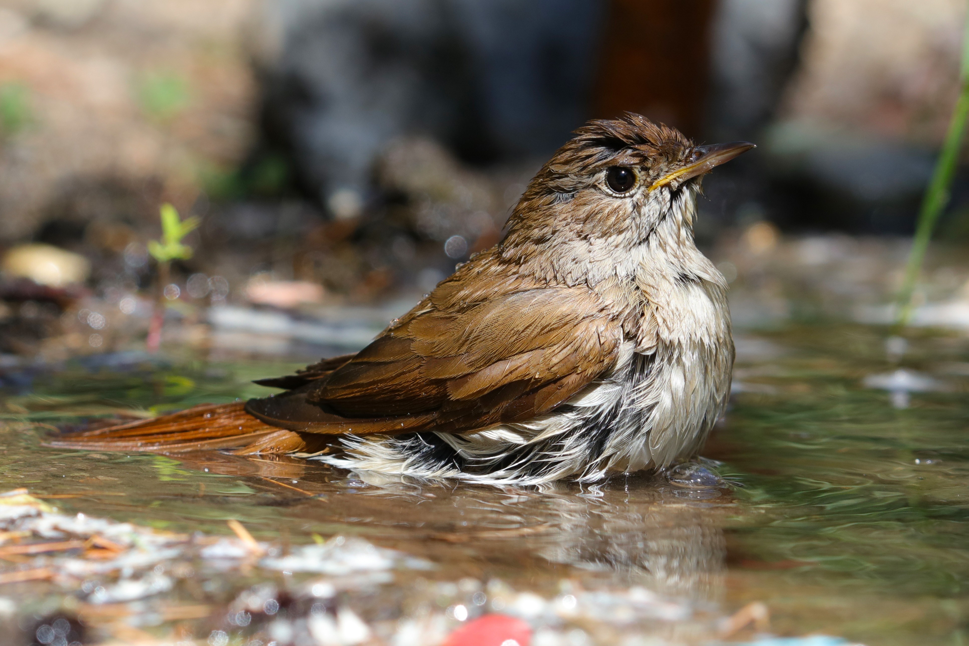 Common Nightingale