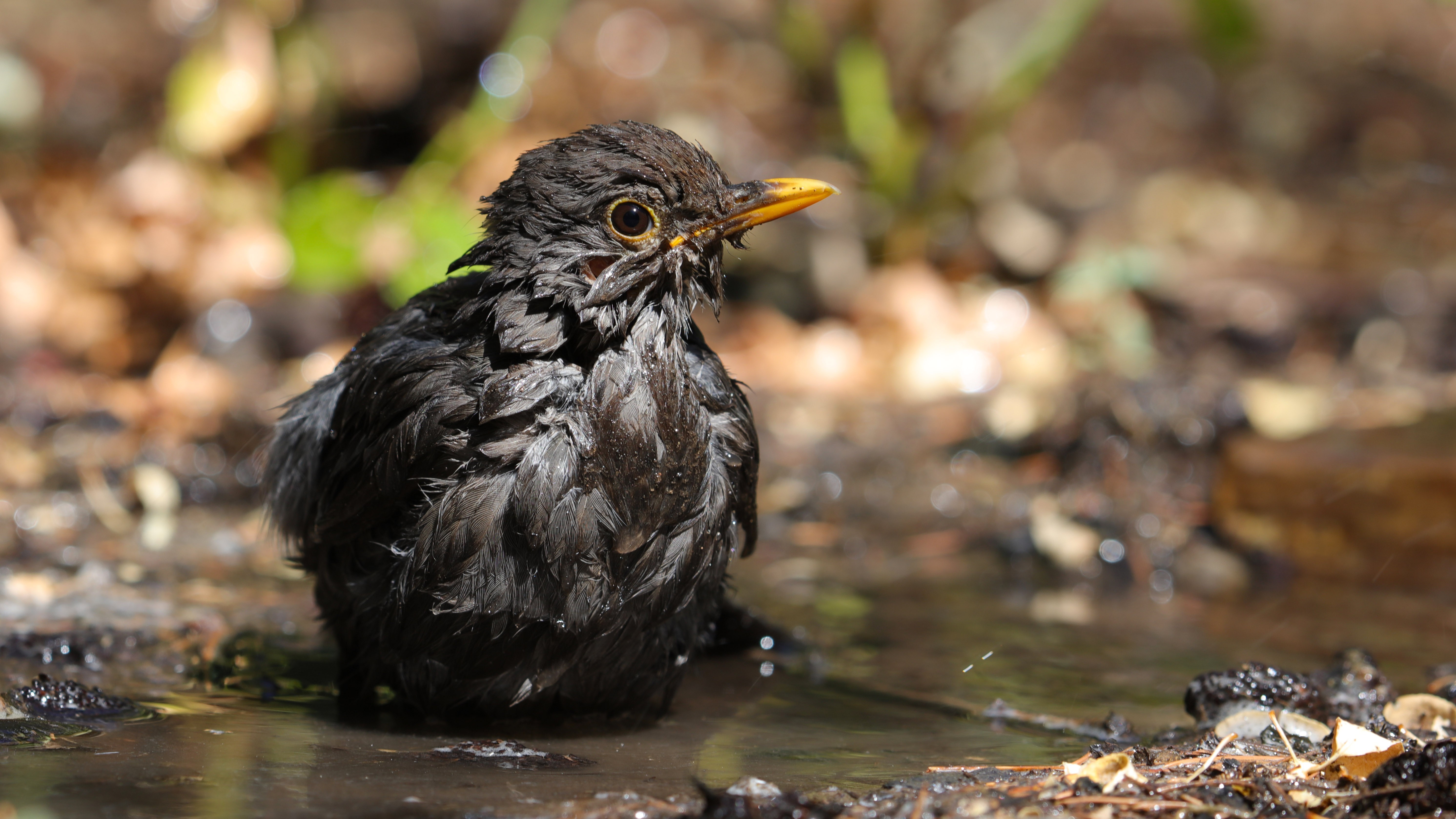 Eurasian Blackbird