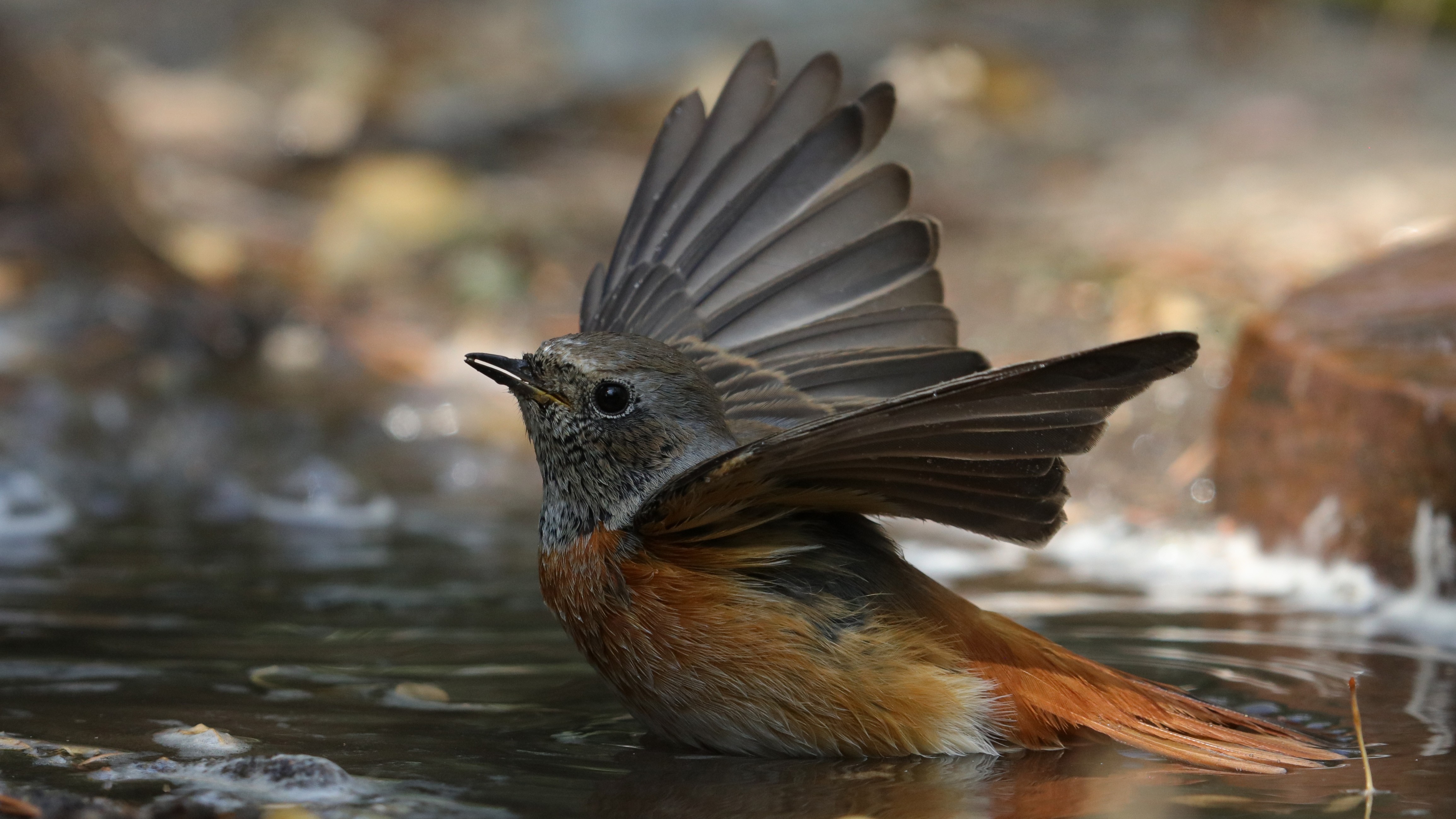 Common Redstart