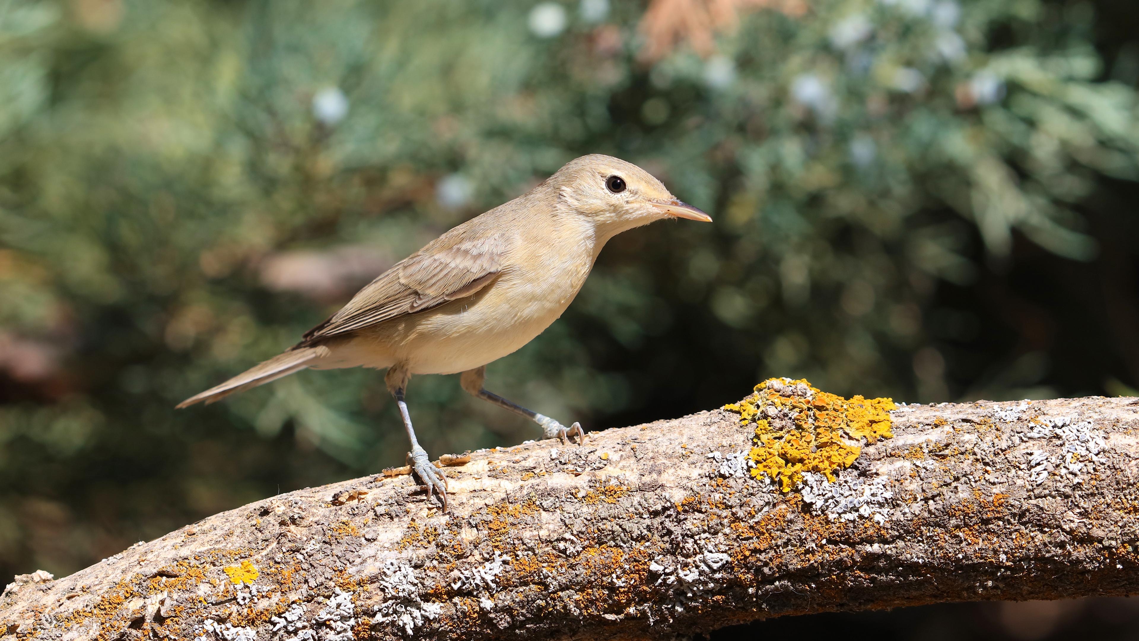 Garden Warbler