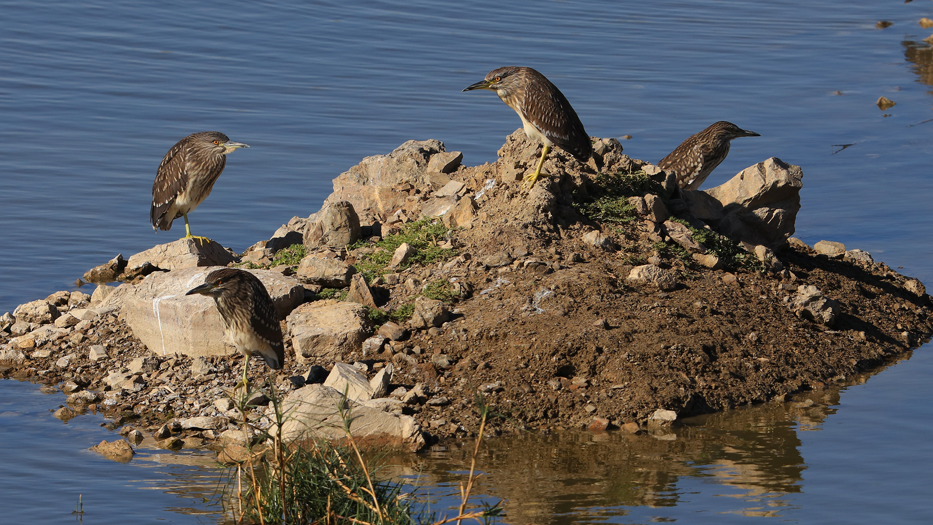 Black-crowned Night-Heron