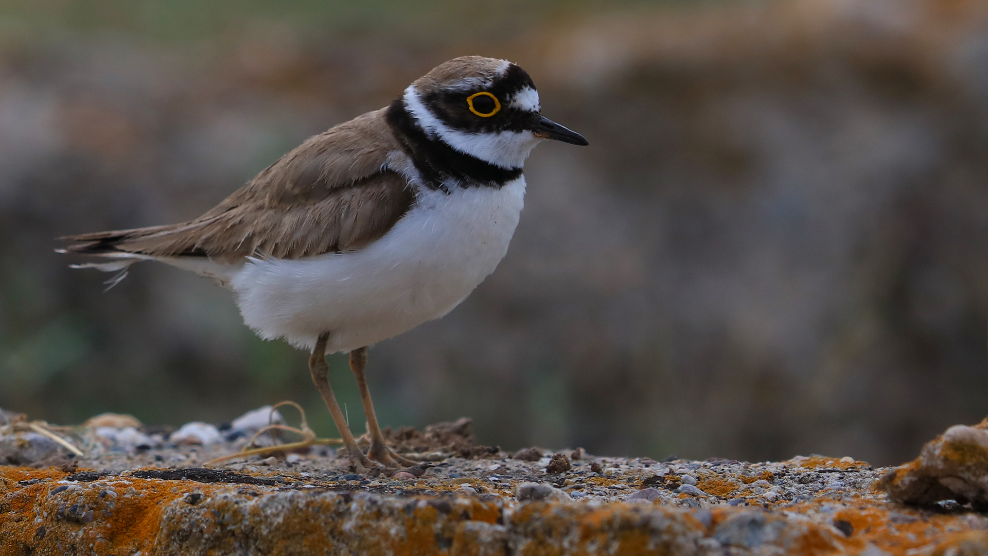 Little Ringed Plover