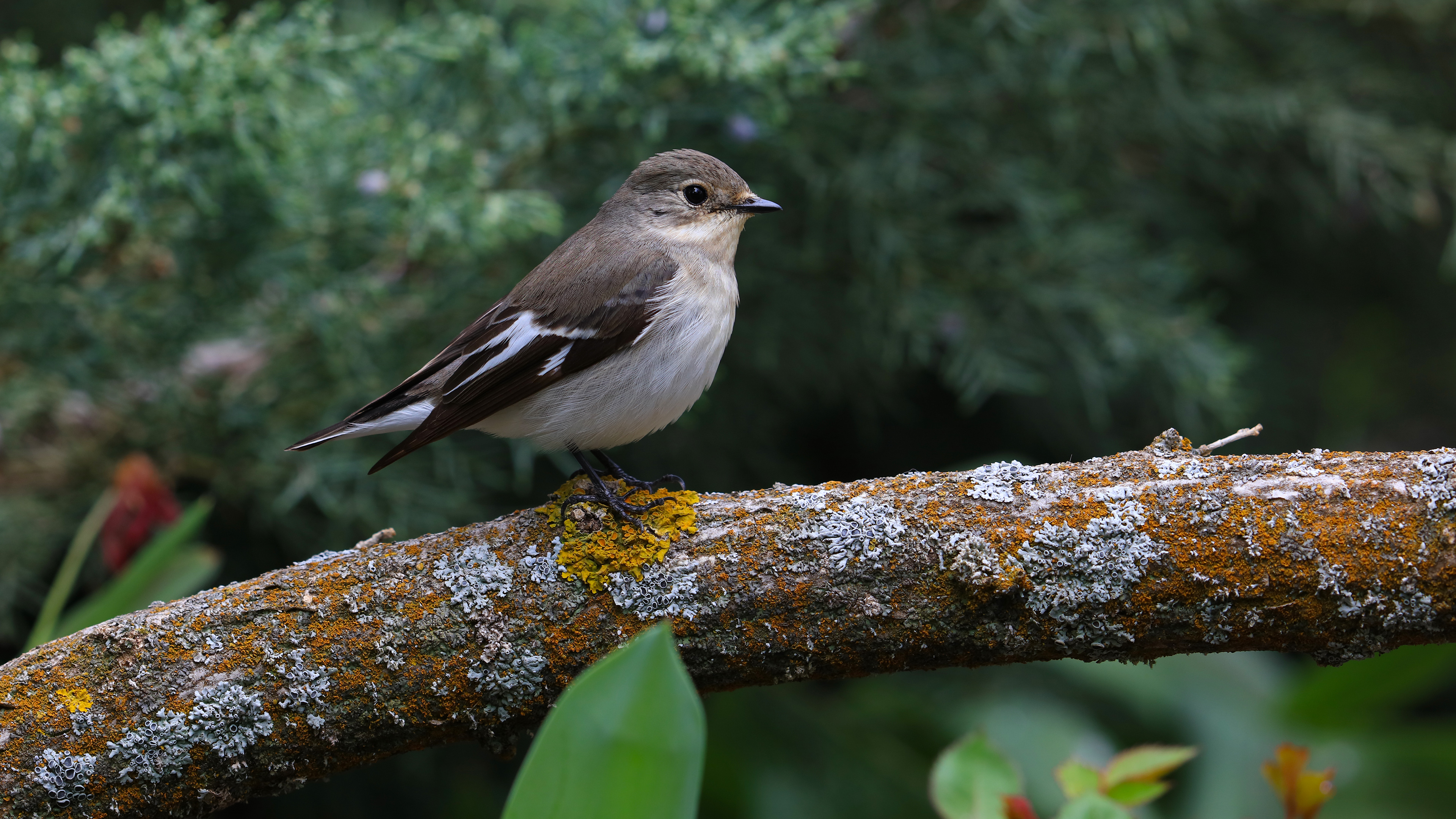 European Pied Flycatcher