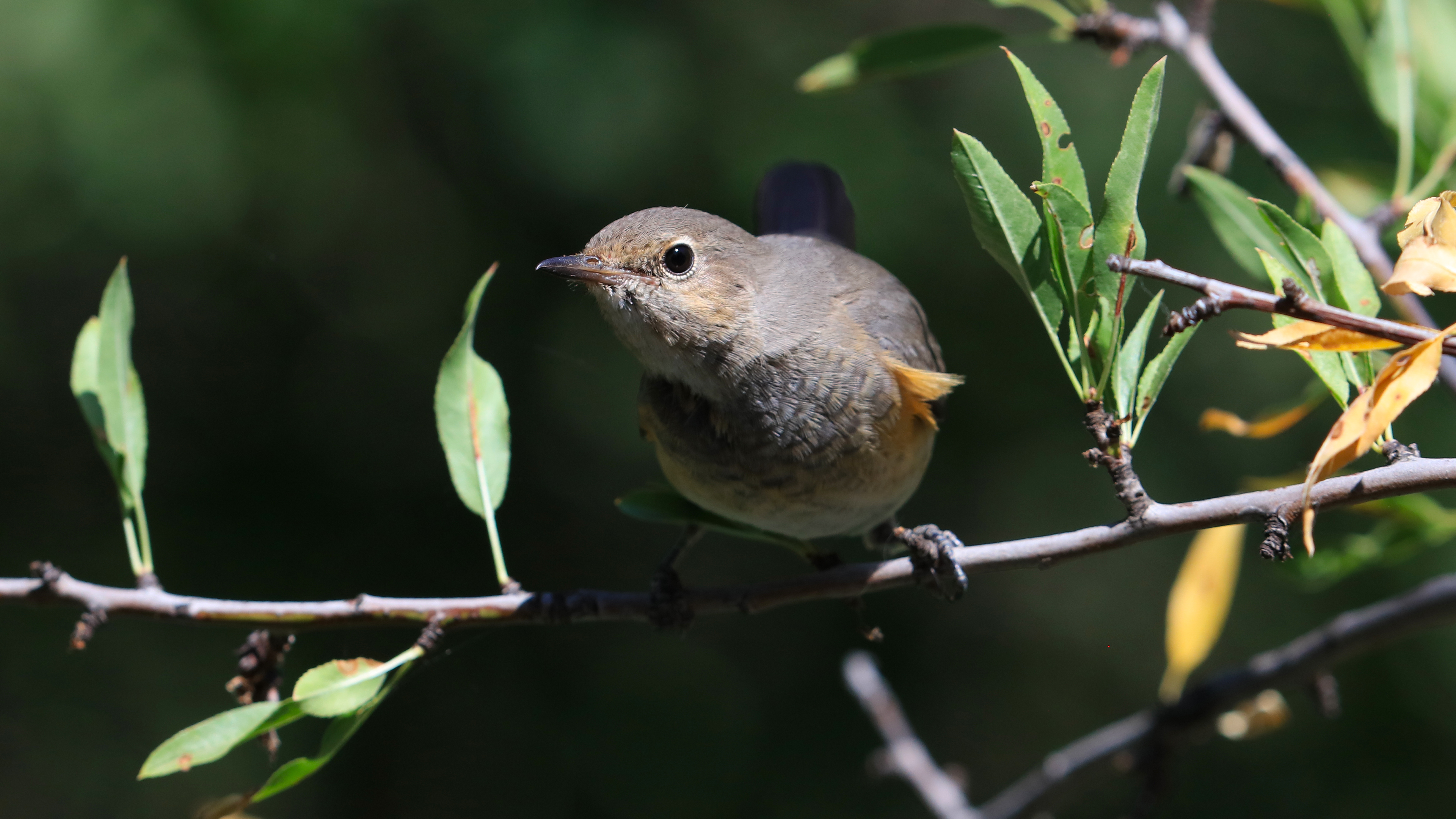 Common Redstart