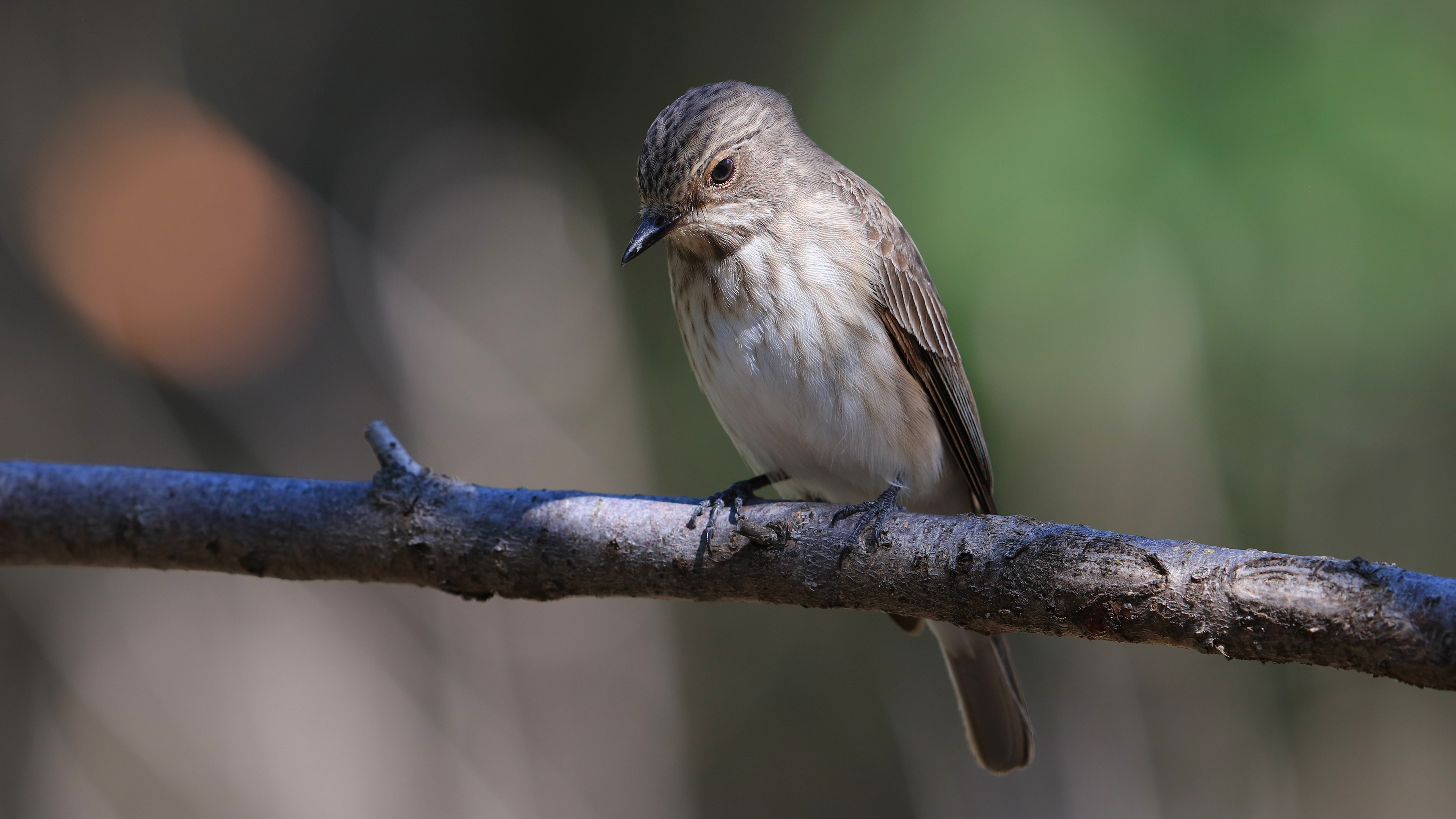 Spotted Flycatcher