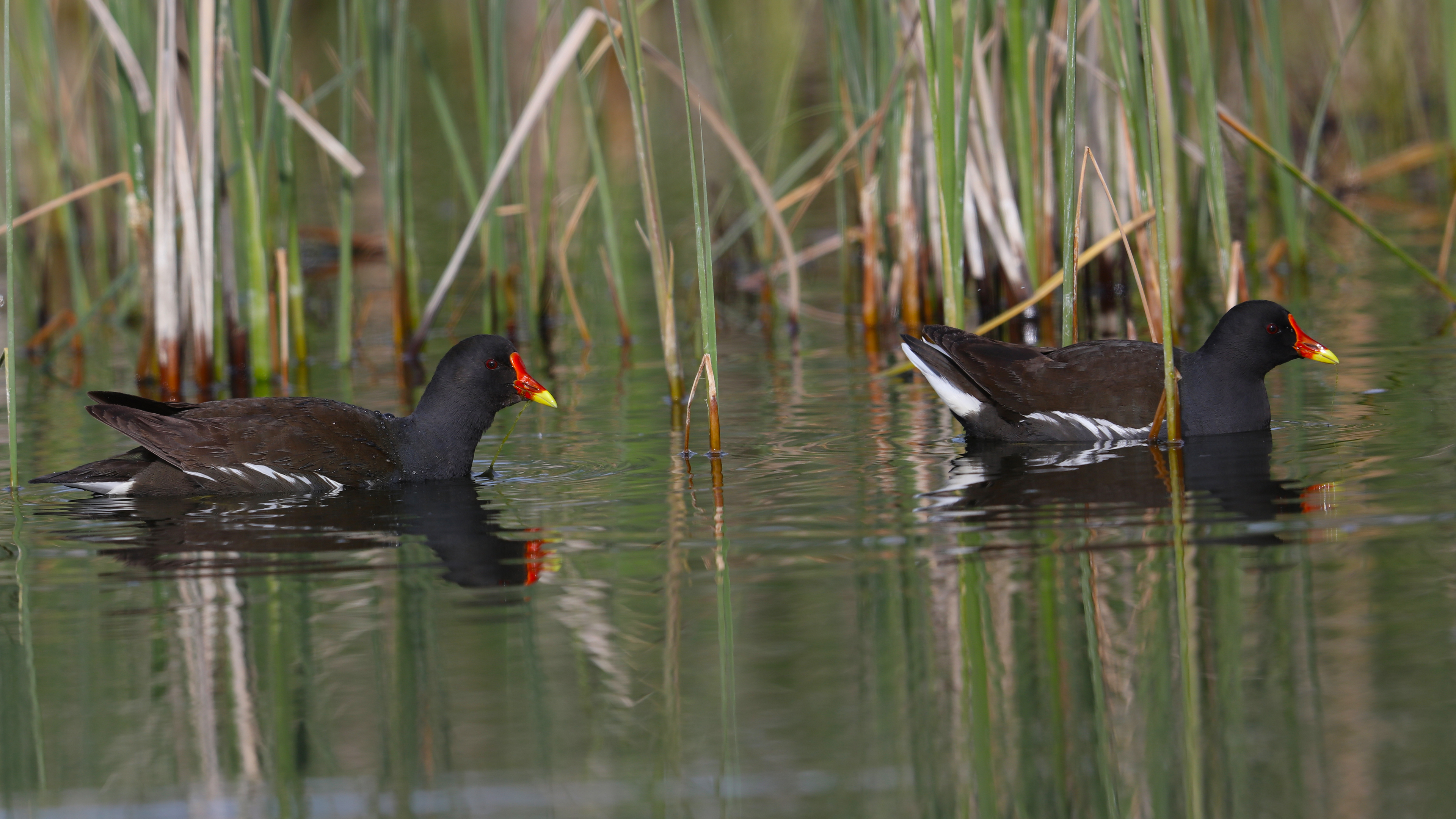 Eurasian Moorhen