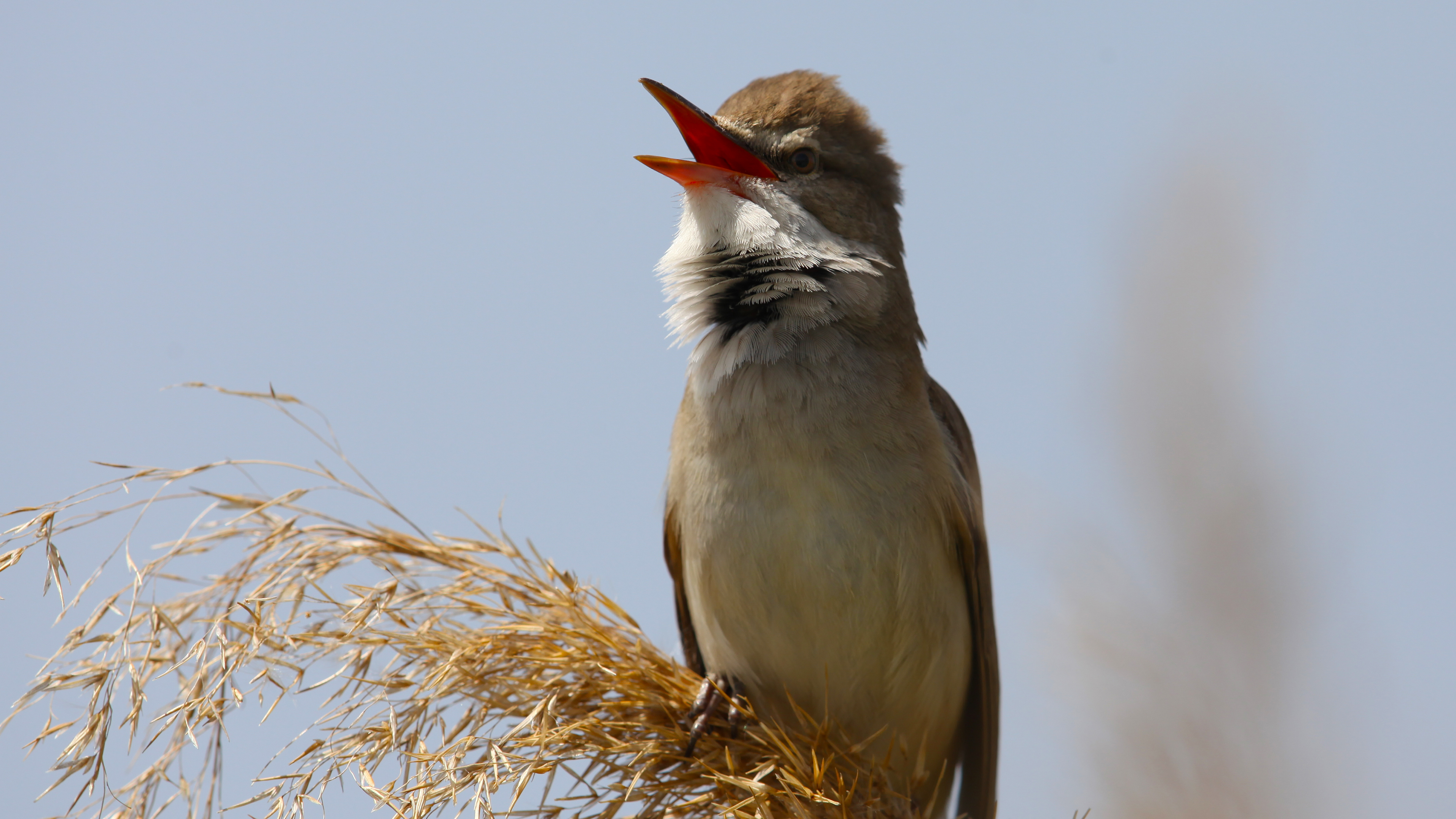 Great Reed Warbler