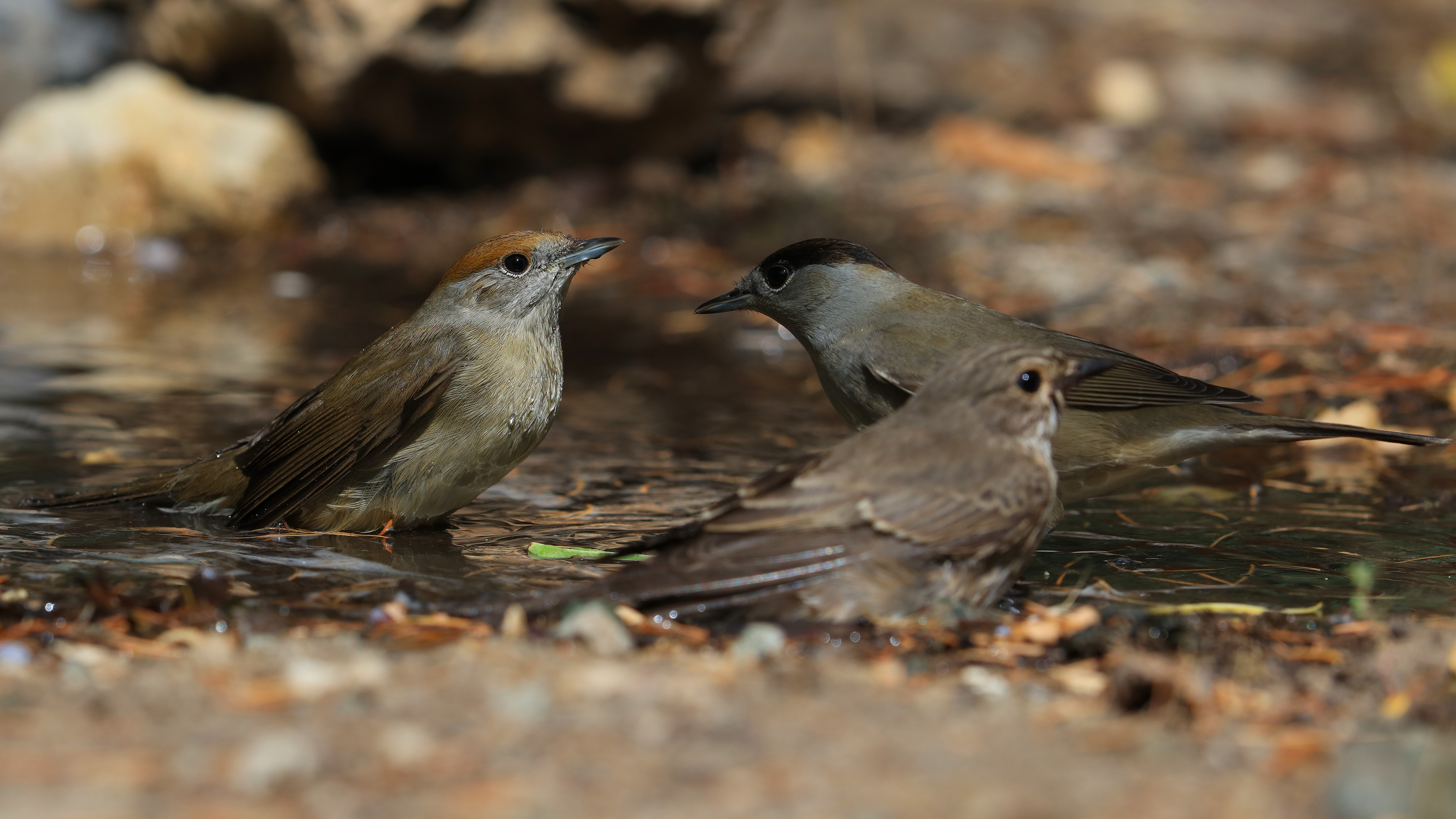 Eurasian Blackcap