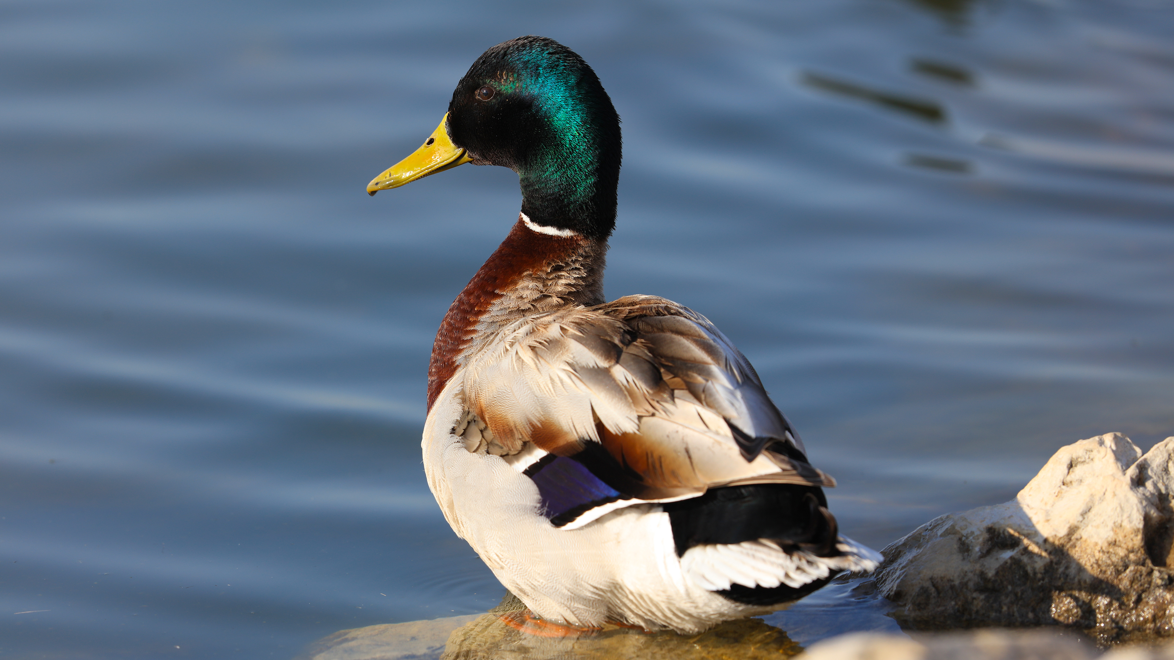 Mallard