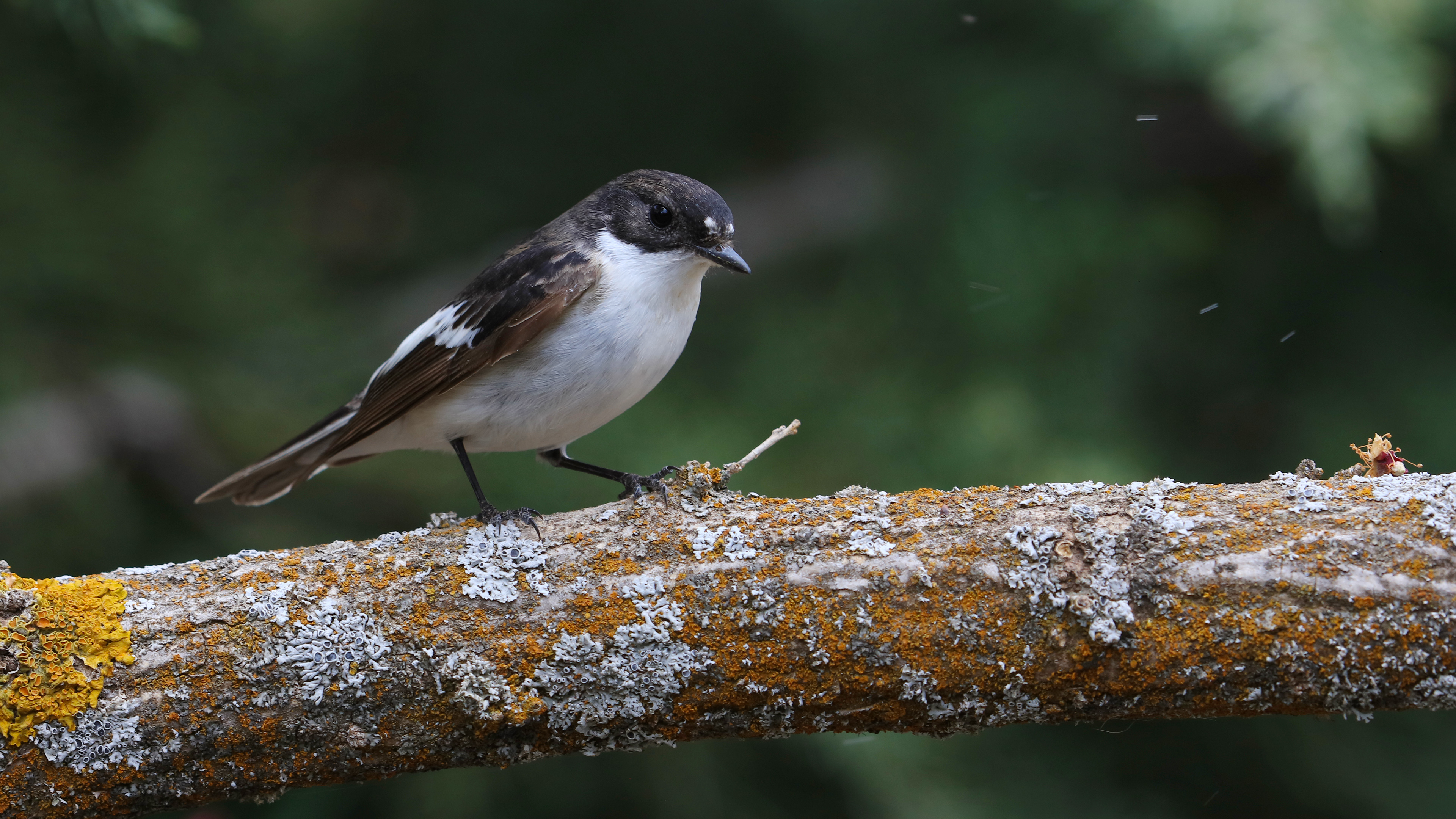 Semicollared Flycatcher