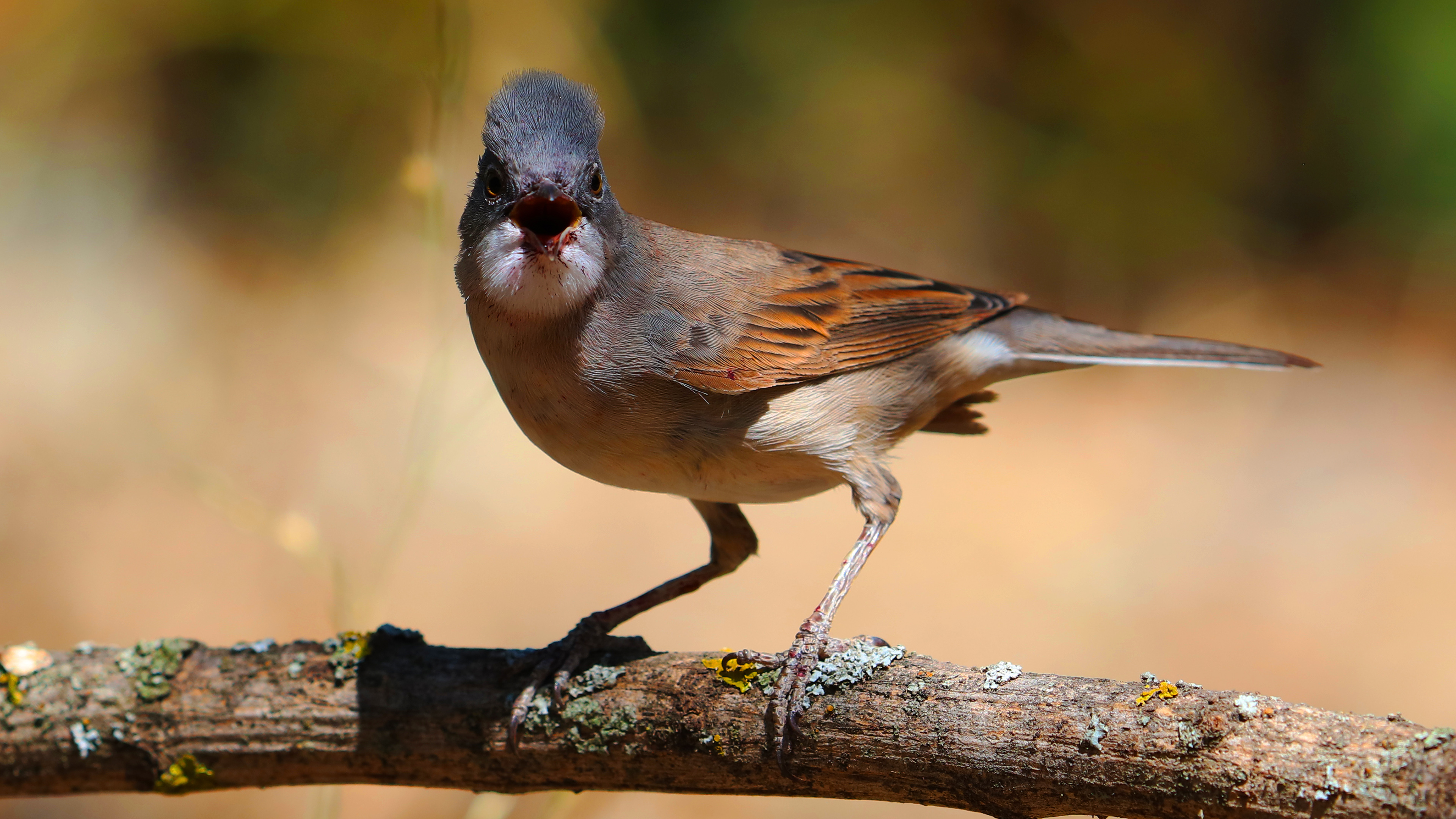 Greater Whitethroat