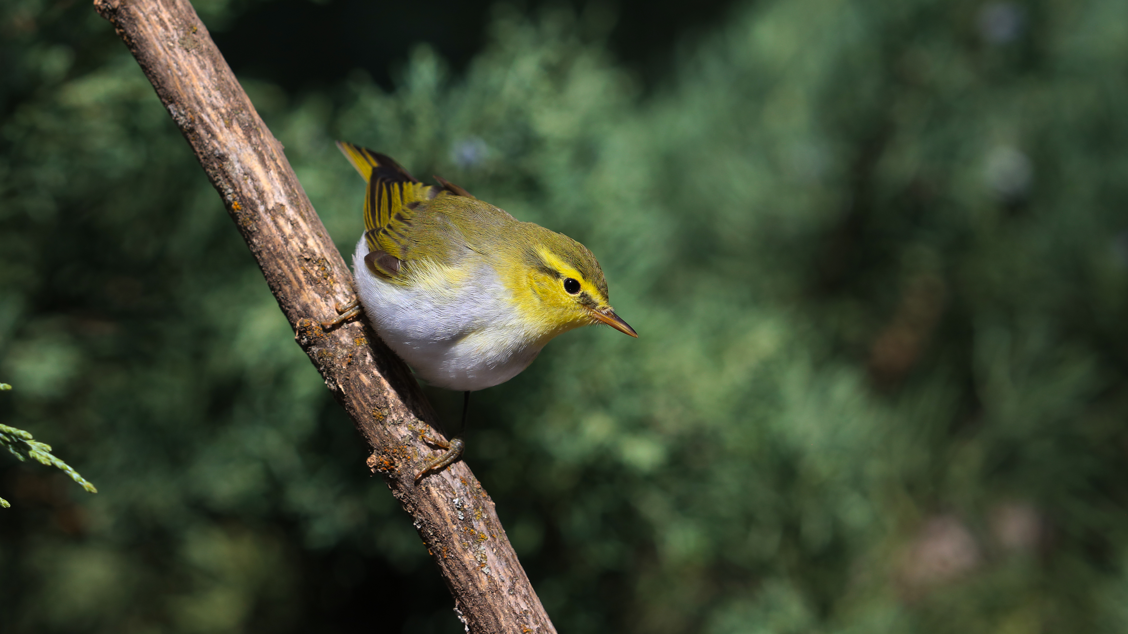 Willow Warbler