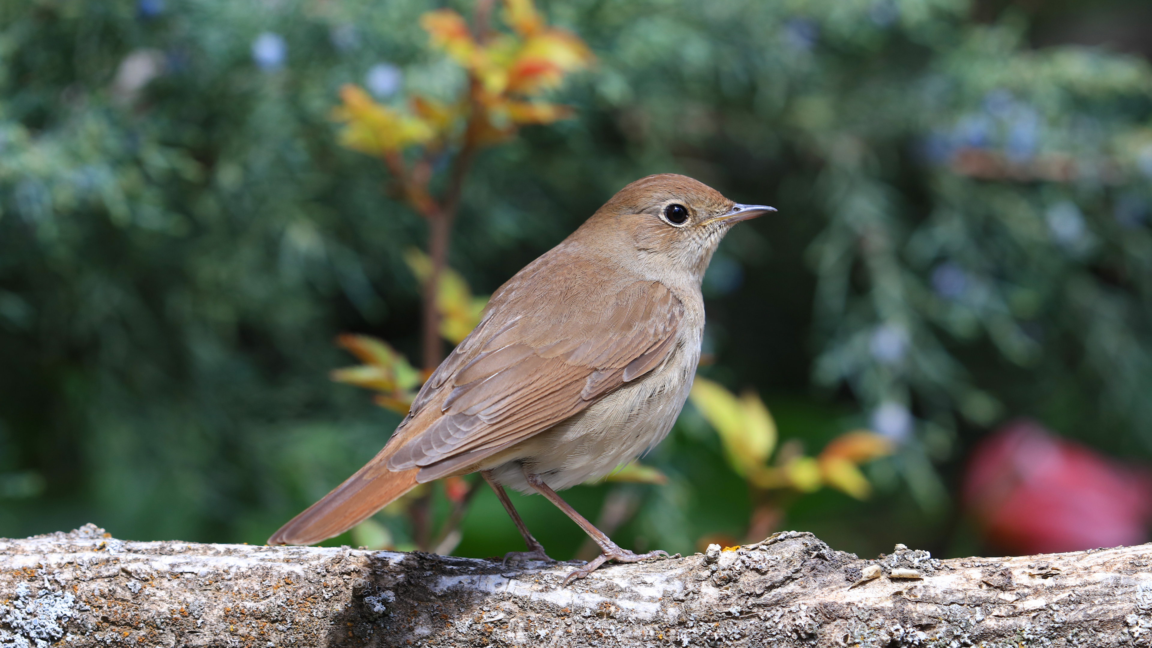Common Nightingale