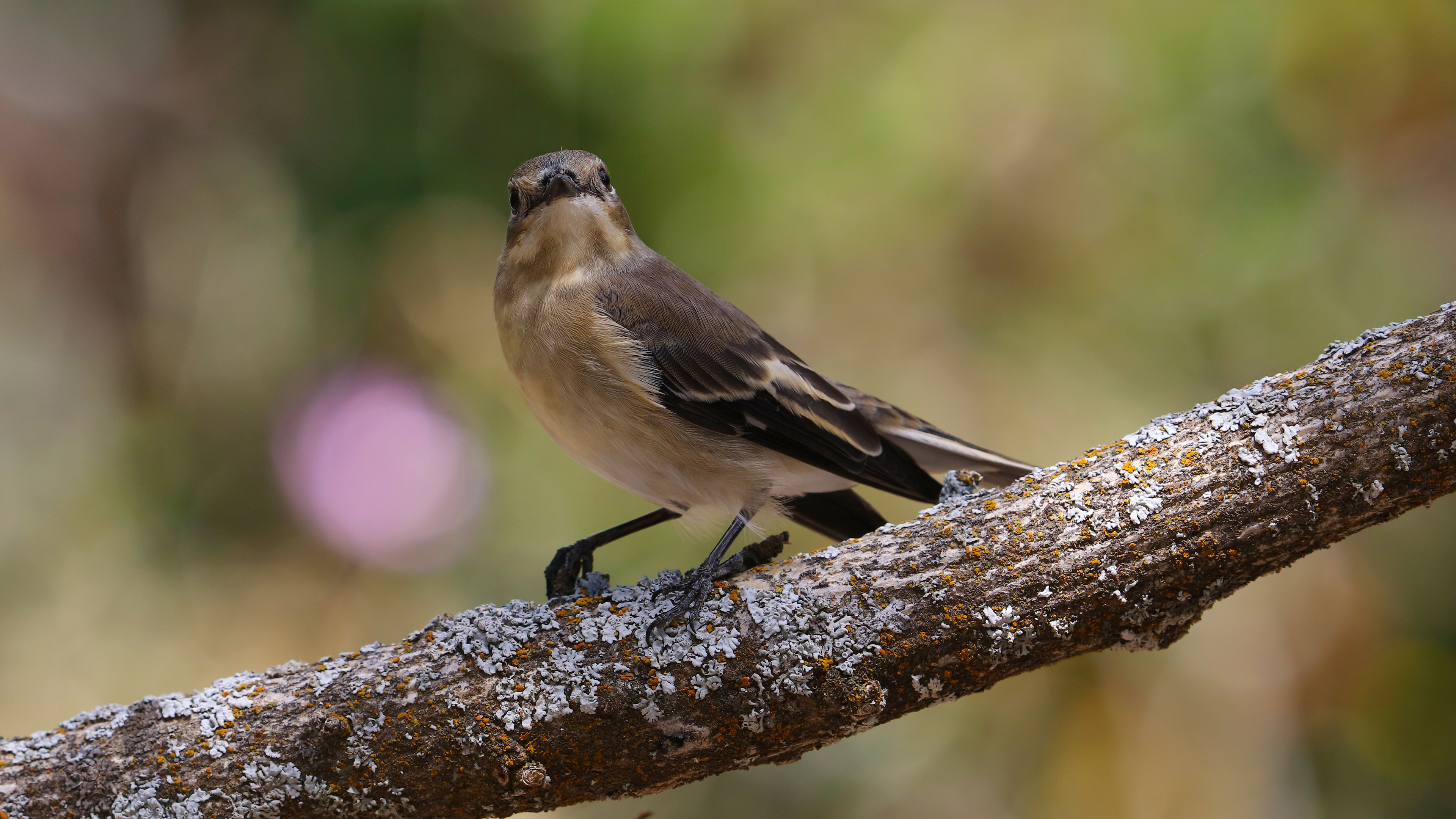 Semicollared Flycatcher