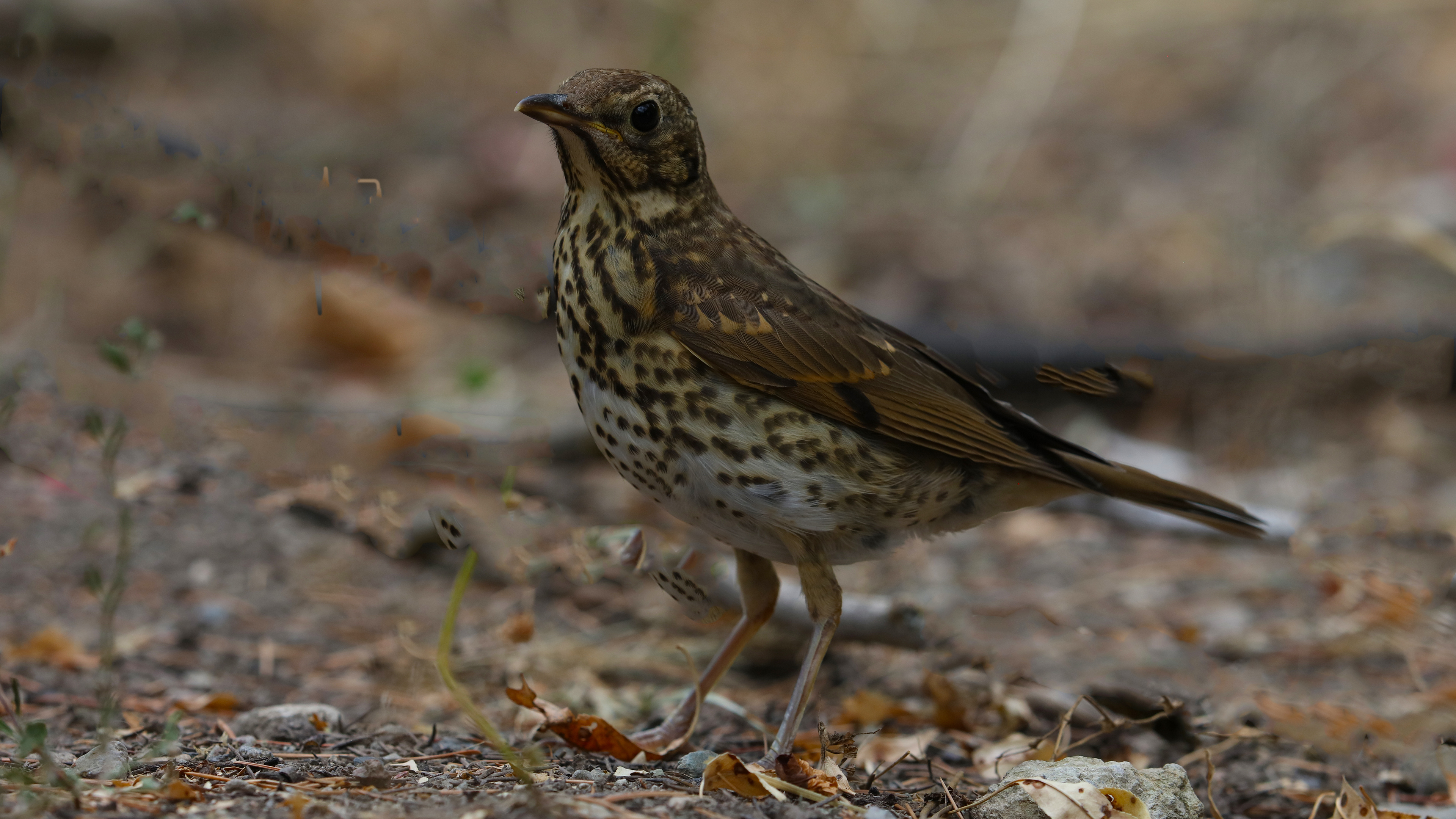 Song Thrush — Ana fotoğraf