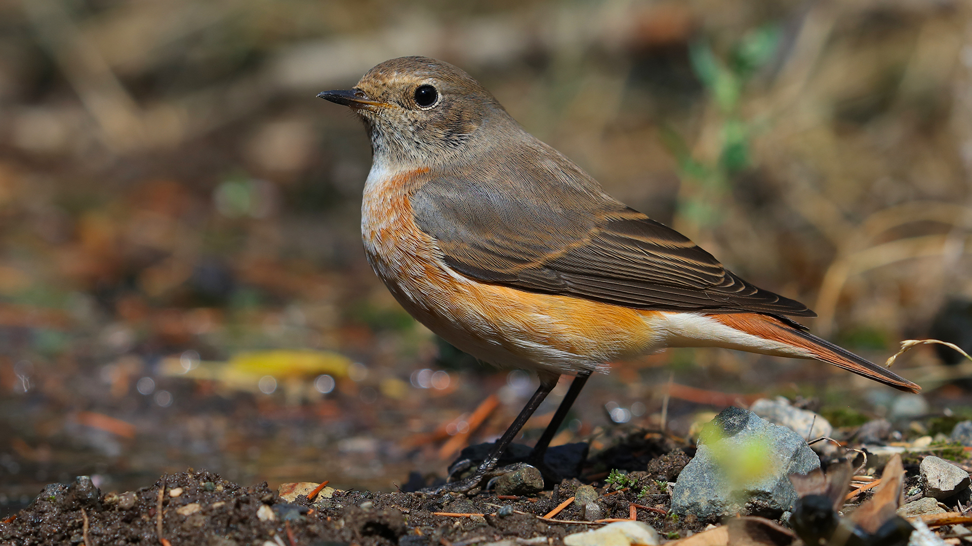 Common Redstart