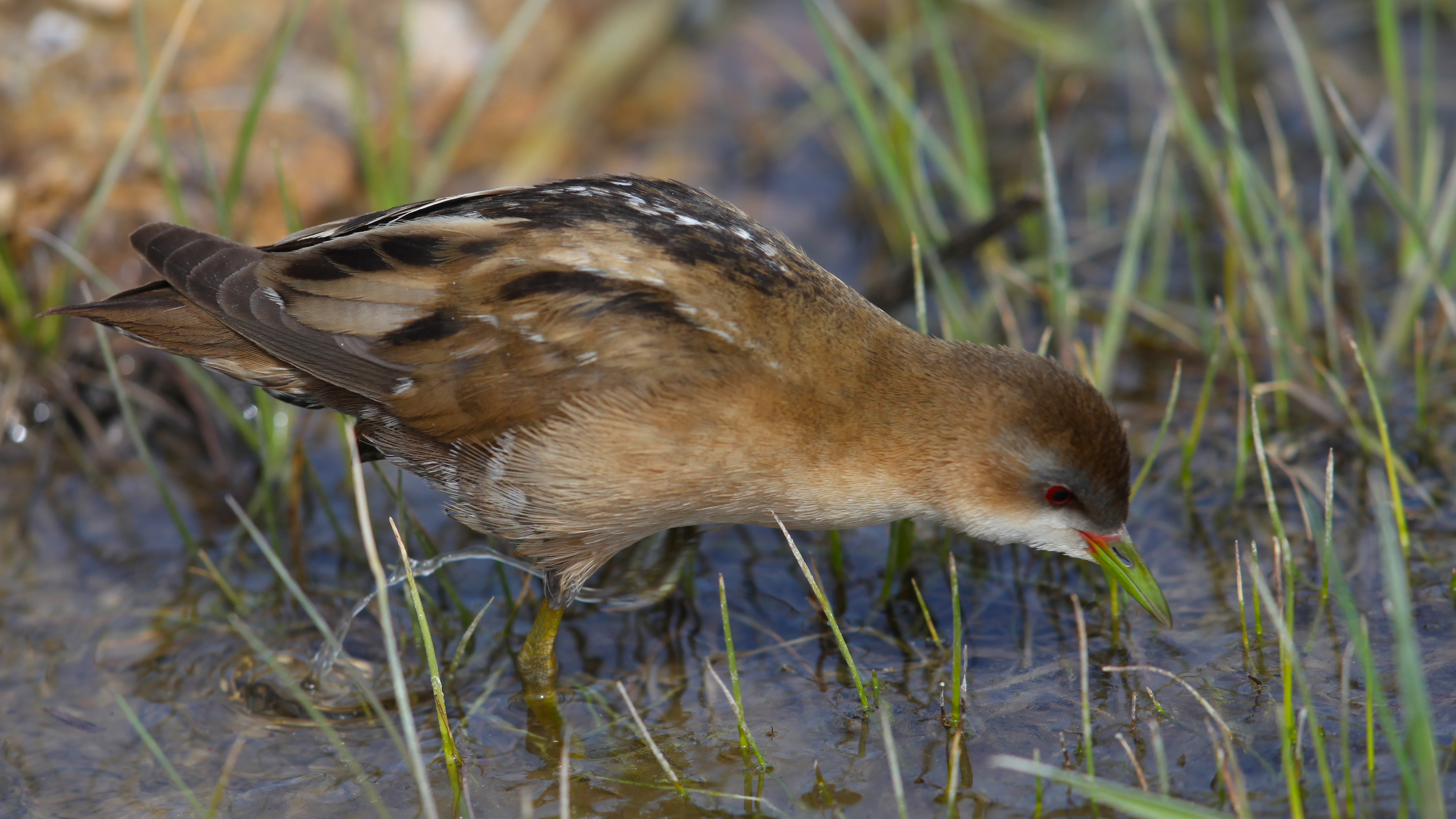 Little Crake