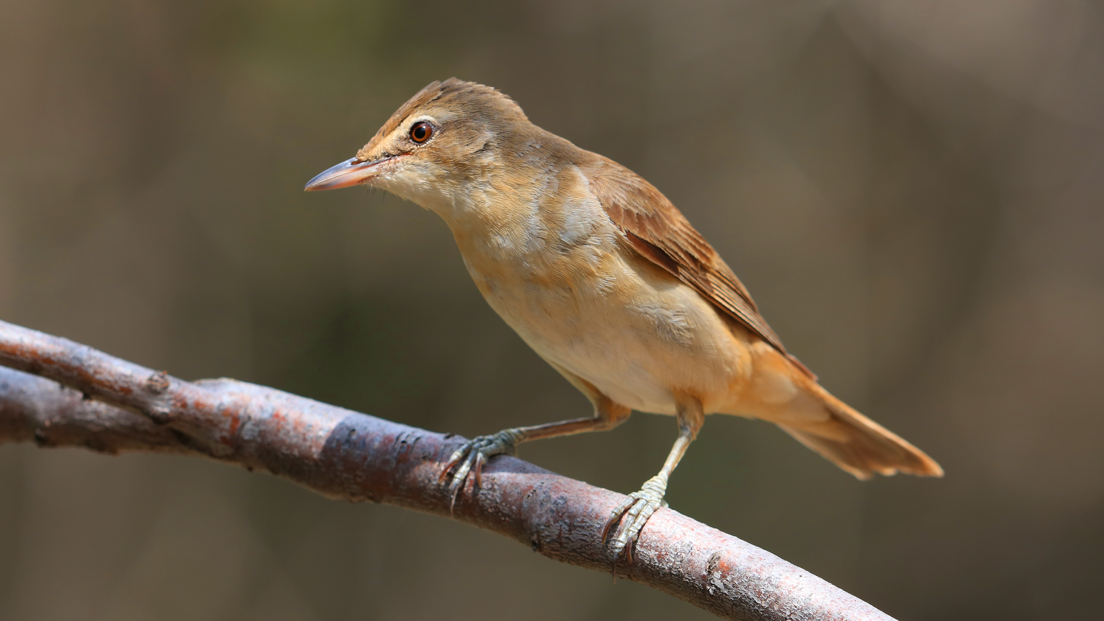Great Reed Warbler