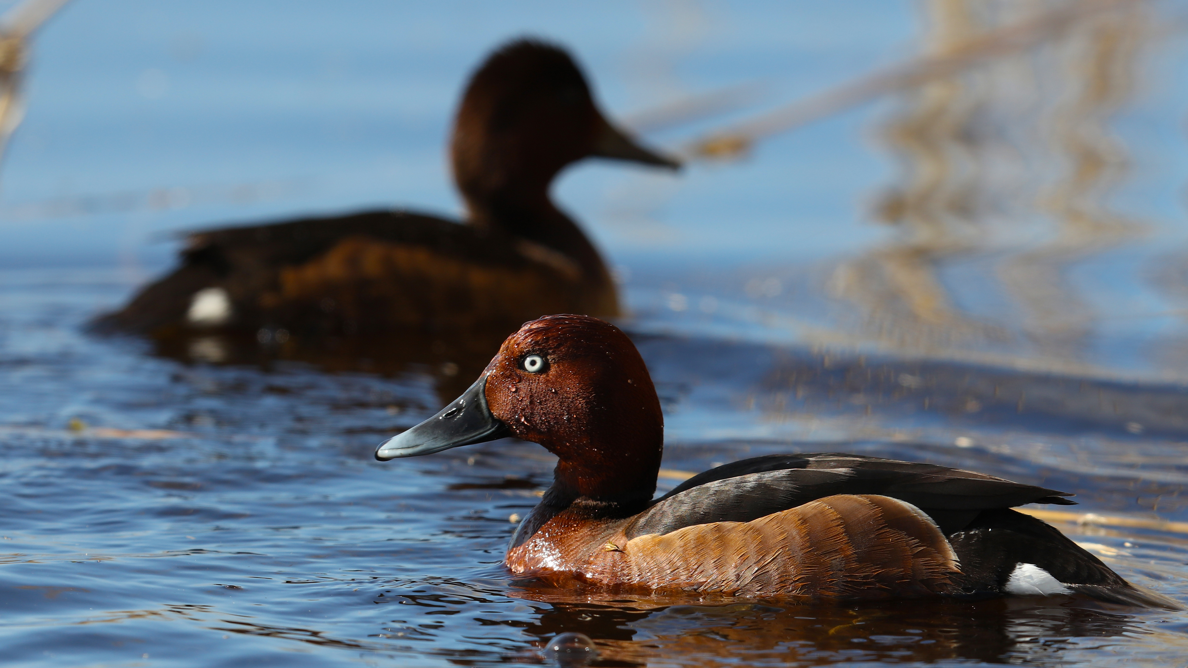 Ferruginous Duck